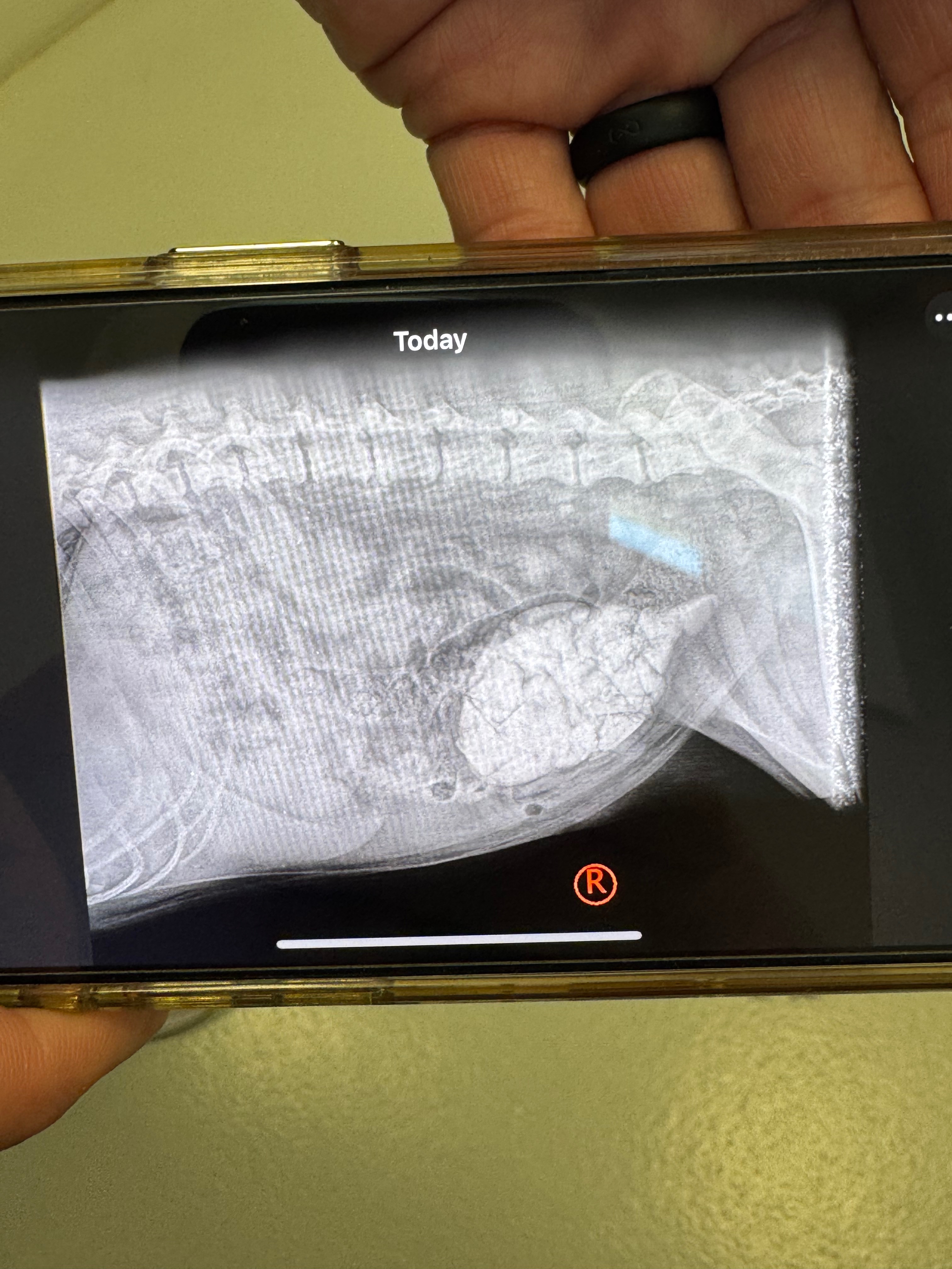 Help Luna Recover from Life-Saving Surgery campaign photo, 4 of 8