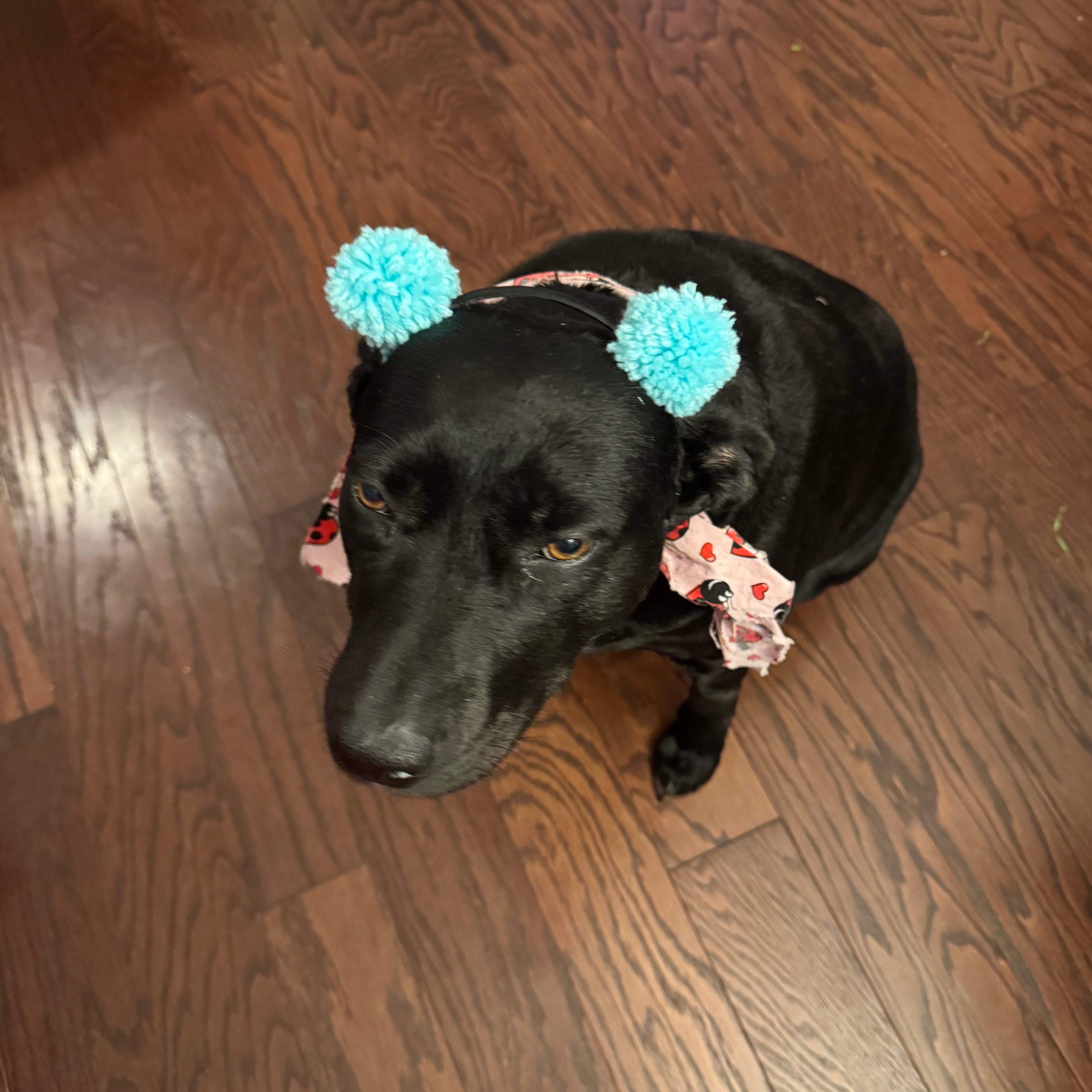 Help Luna Recover from Life-Saving Surgery campaign photo, 6 of 8