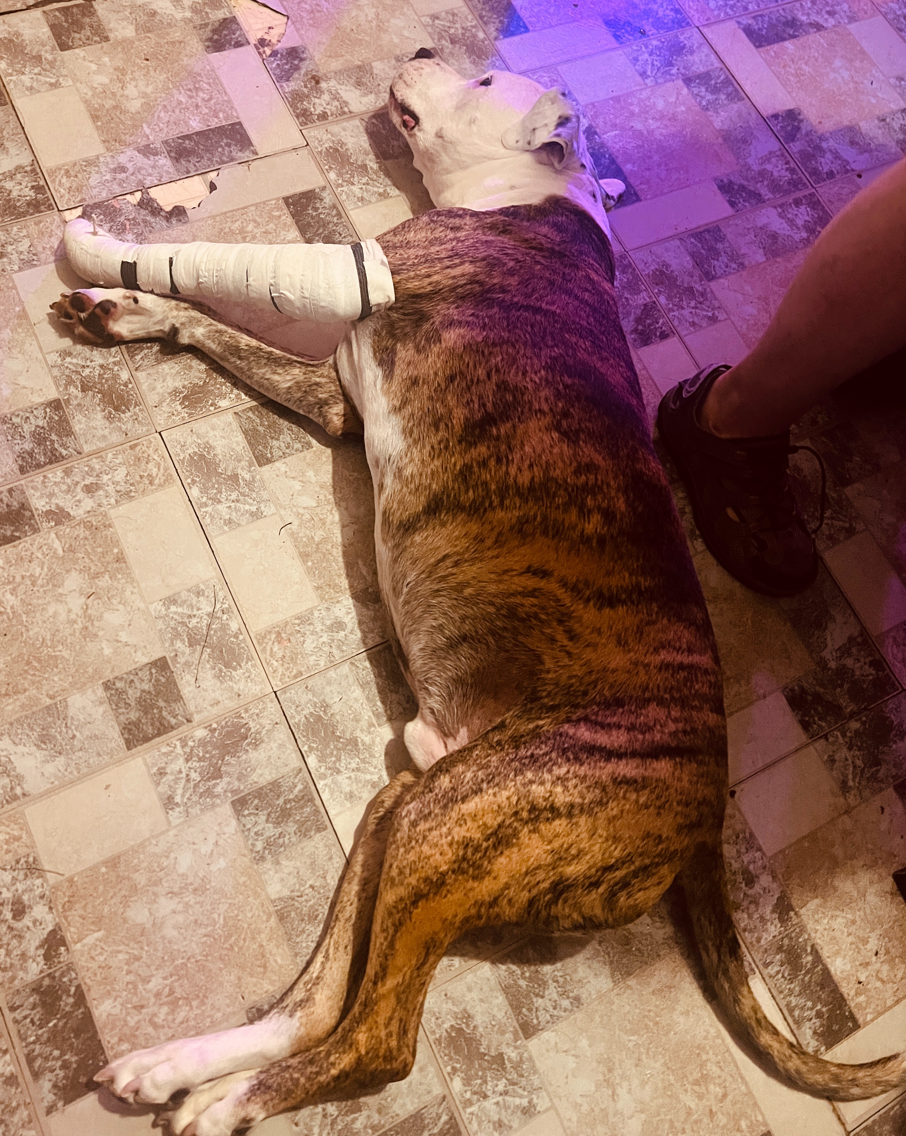 Save Billy's leg campaign photo, 6 of 7