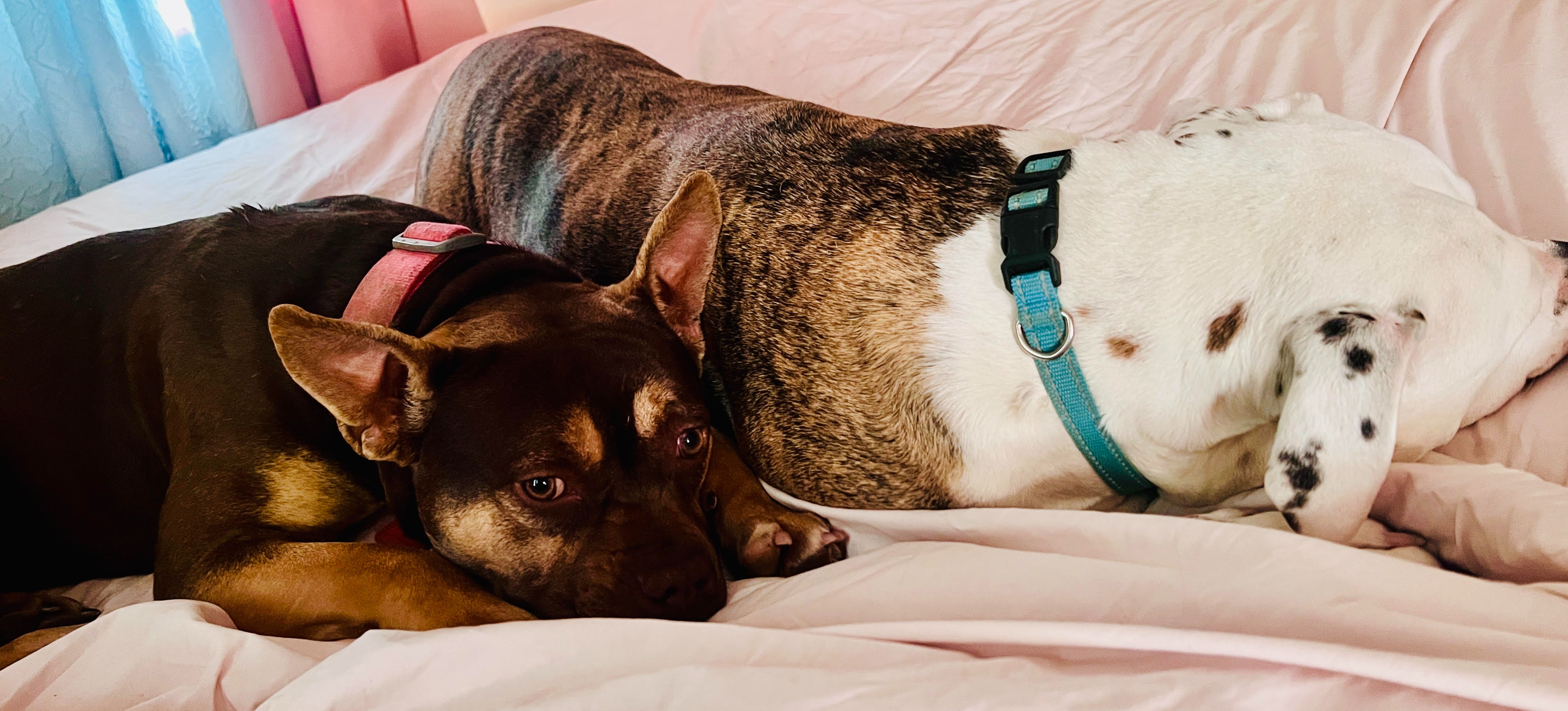 Save Billy's leg campaign photo, 5 of 7