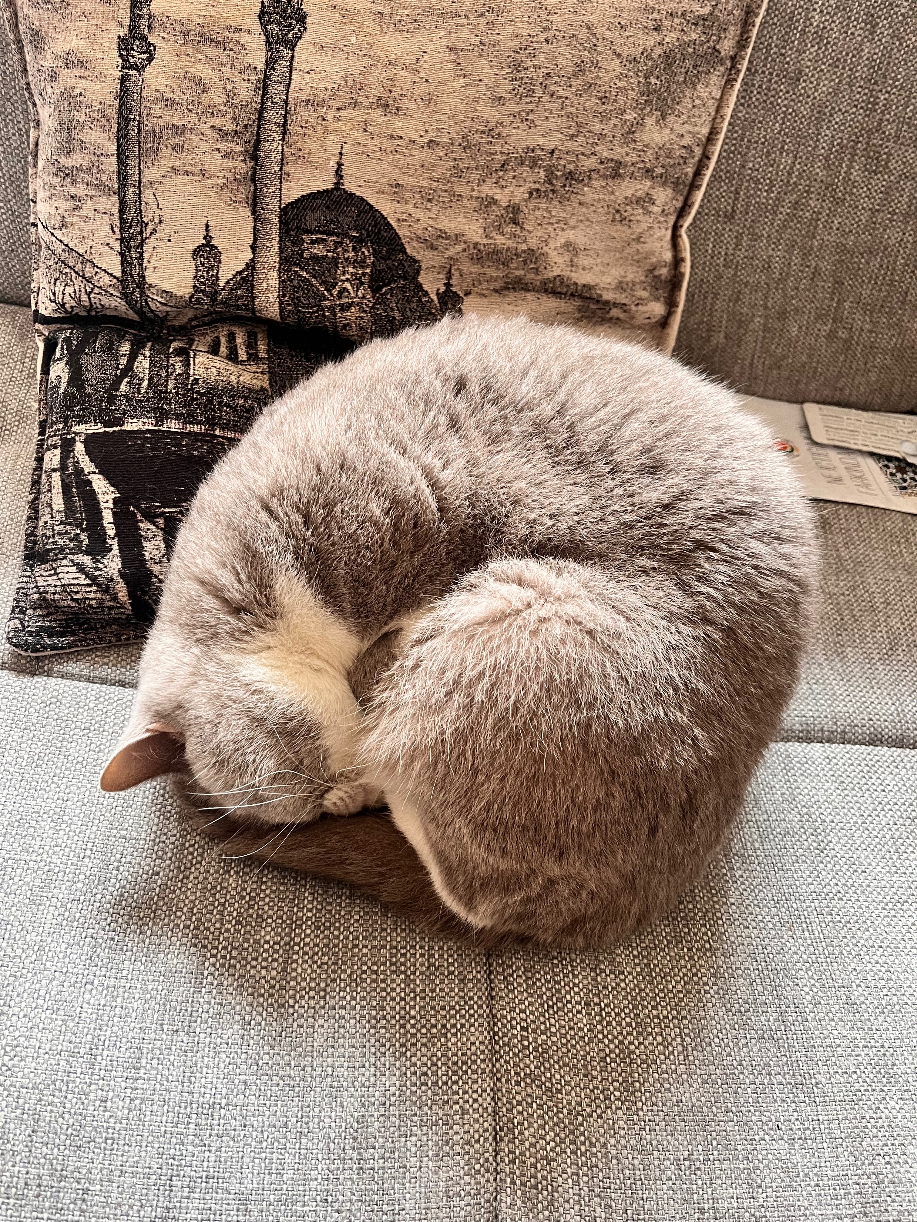Pufidik braucht Hilfe – Augen & Herz krank campaign photo, 4 of 8