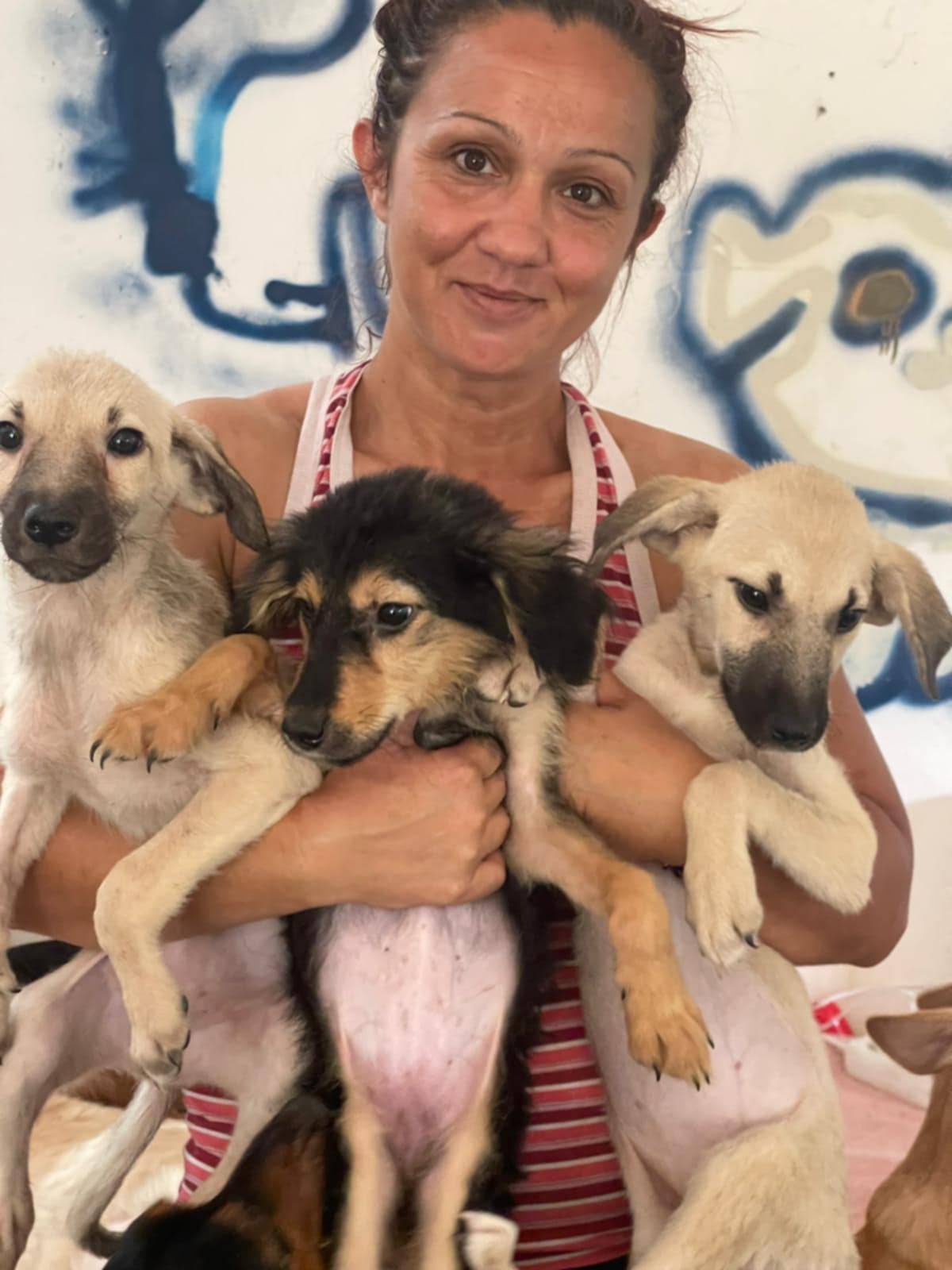 MATERIALS TO BUILD 15 KENNELS FOR DOGS IN MACEDONIA campaign photo, 2 of 8