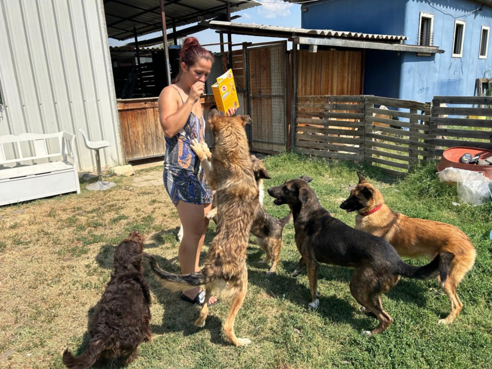 MATERIALS TO BUILD 15 KENNELS FOR DOGS IN MACEDONIA campaign photo, 4 of 8