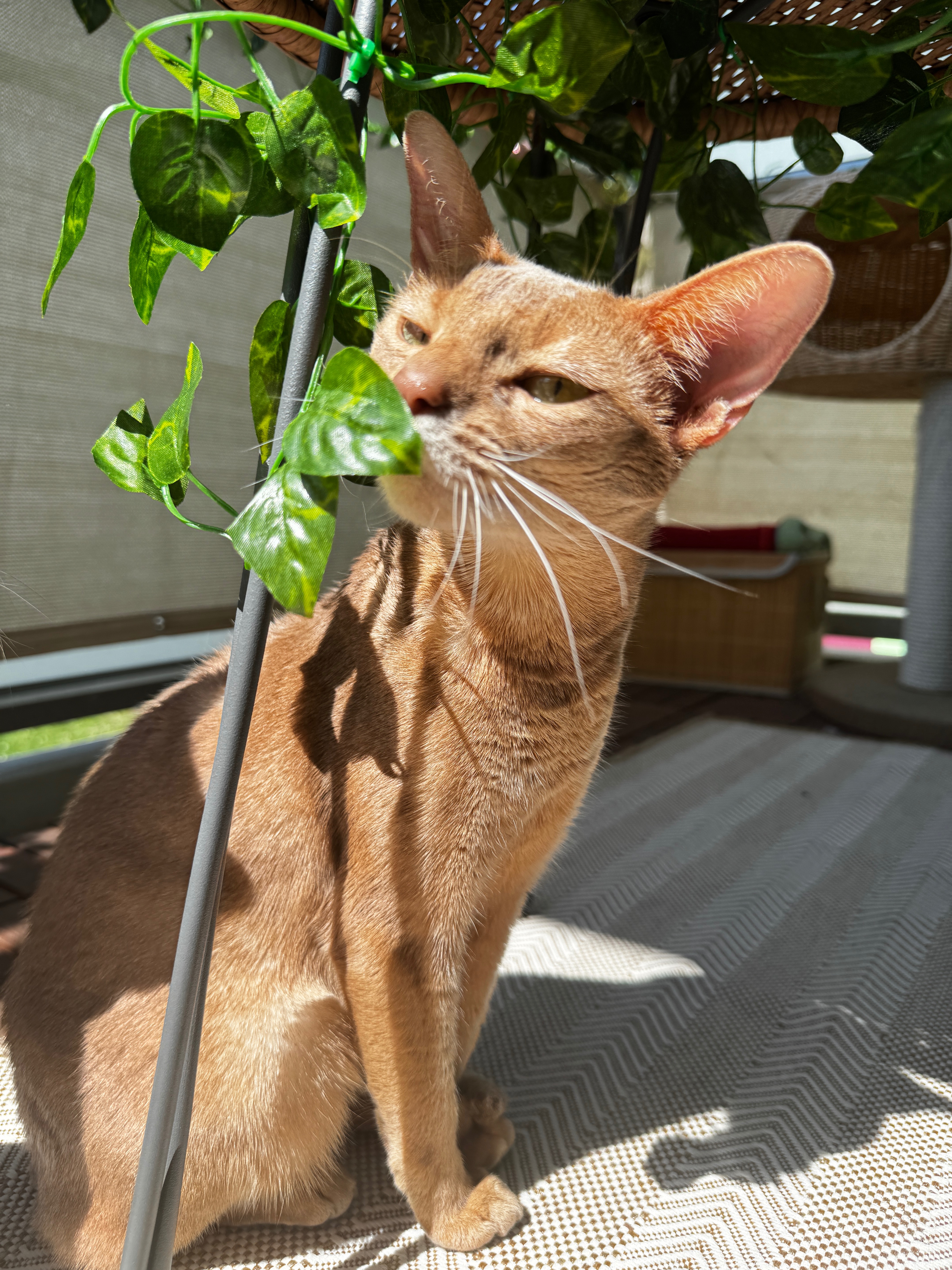 Hilfe für unsere kleine Yuna - rettet ihr Leben! campaign photo, 7 of 8