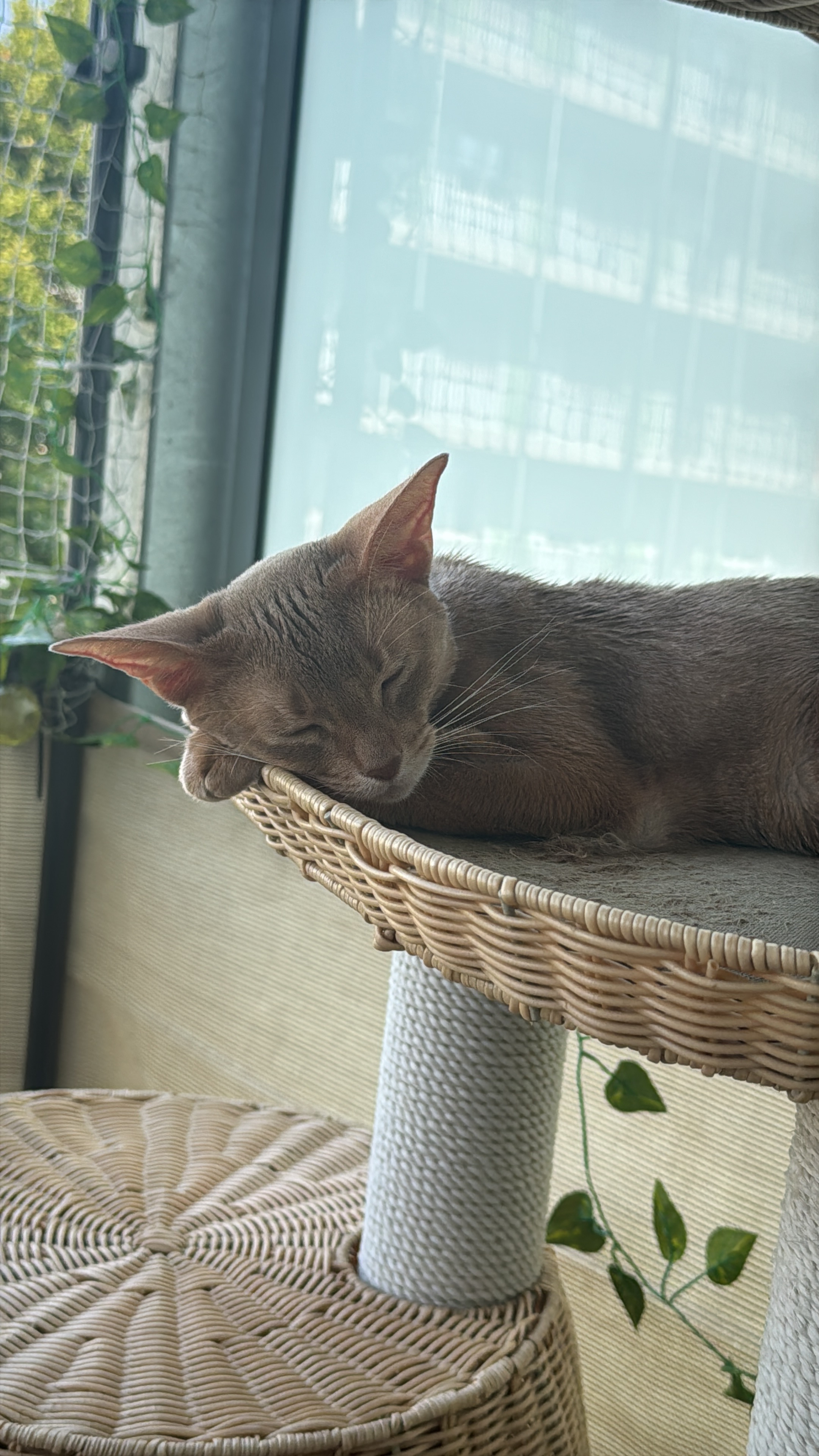 Hilfe für unsere kleine Yuna - rettet ihr Leben! campaign photo, 2 of 8