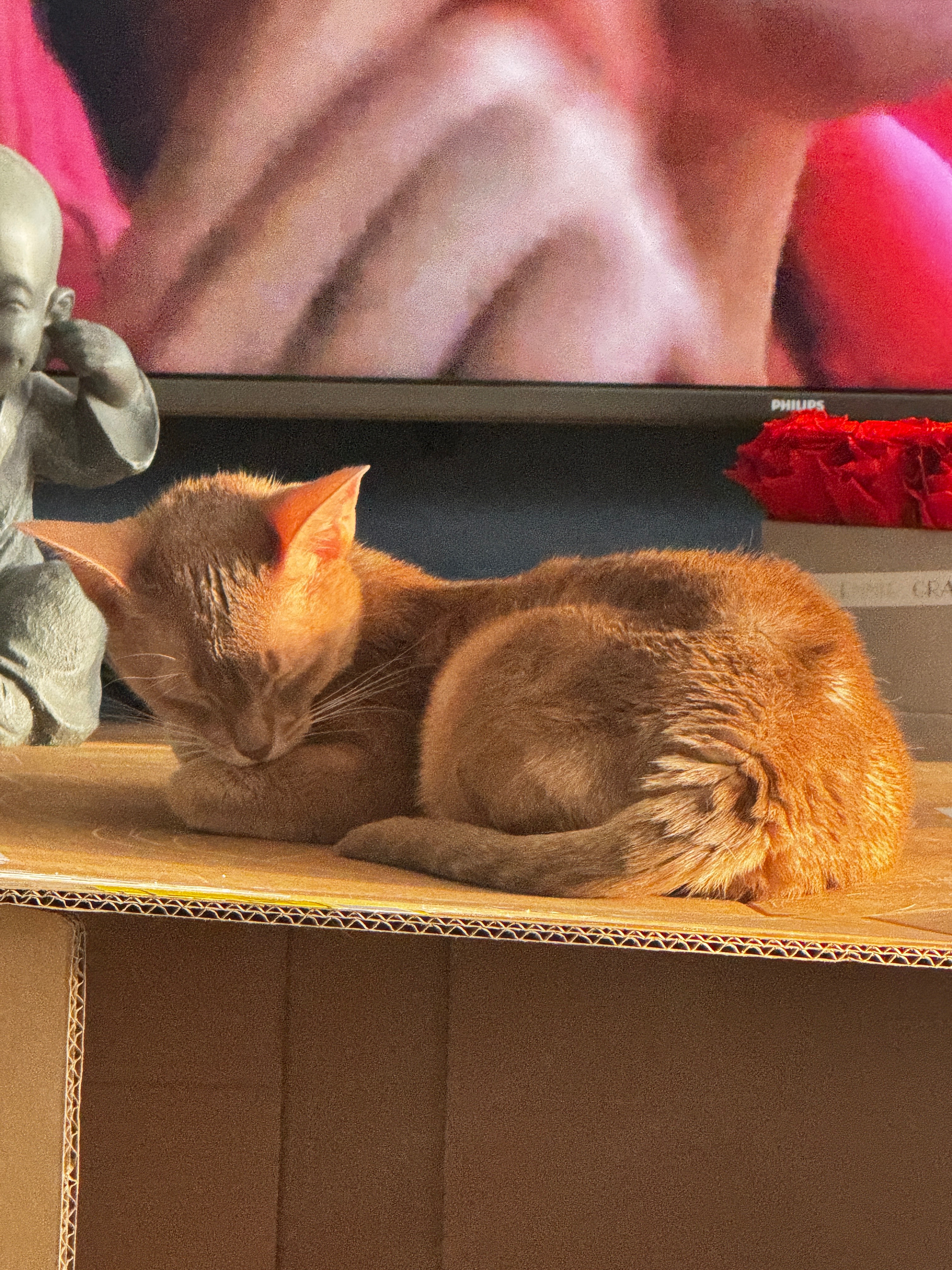 Hilfe für unsere kleine Yuna - rettet ihr Leben! campaign photo, 4 of 8