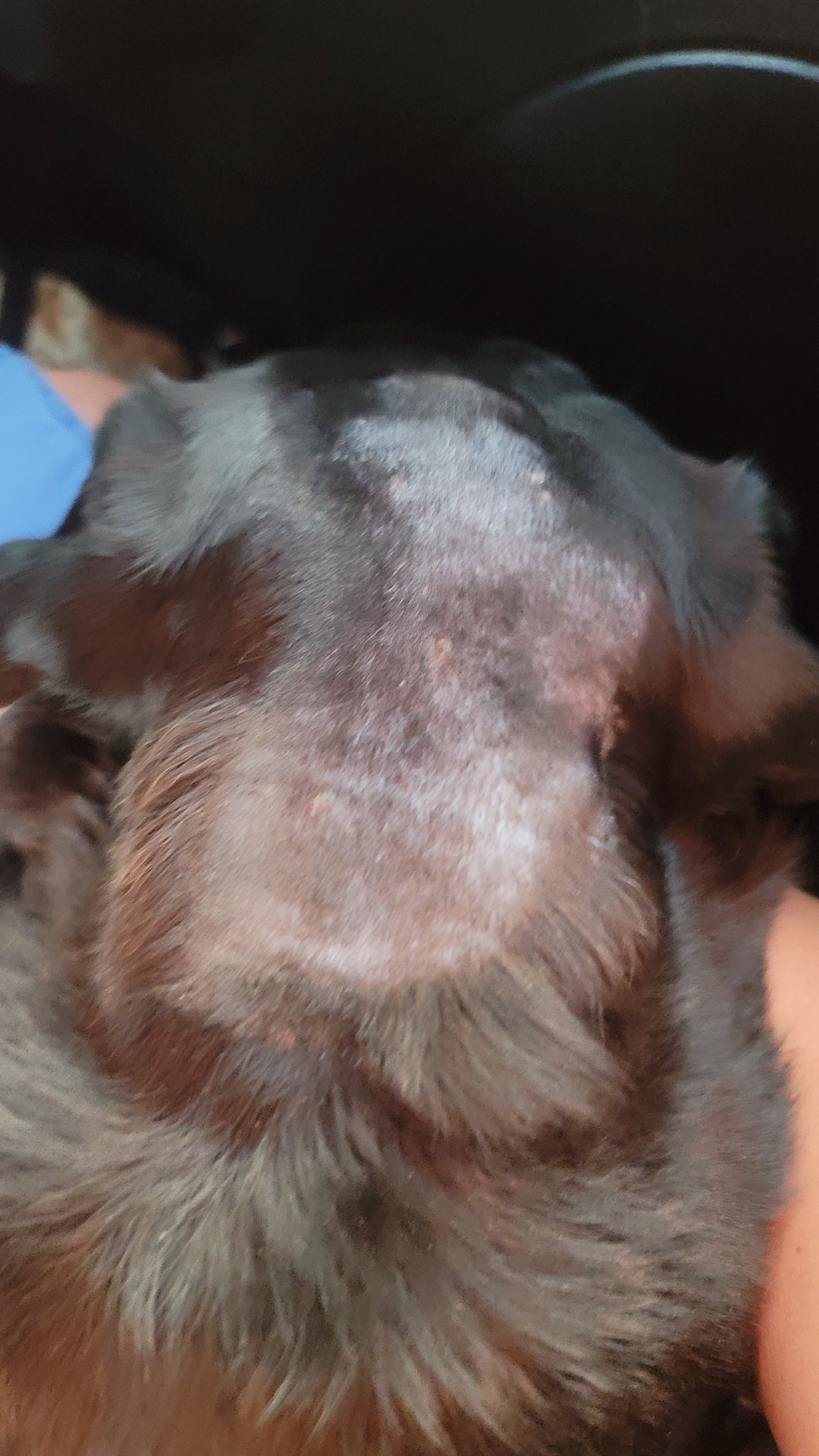 Support Roxi's Urgent Neurological Care campaign photo, 2 of 7