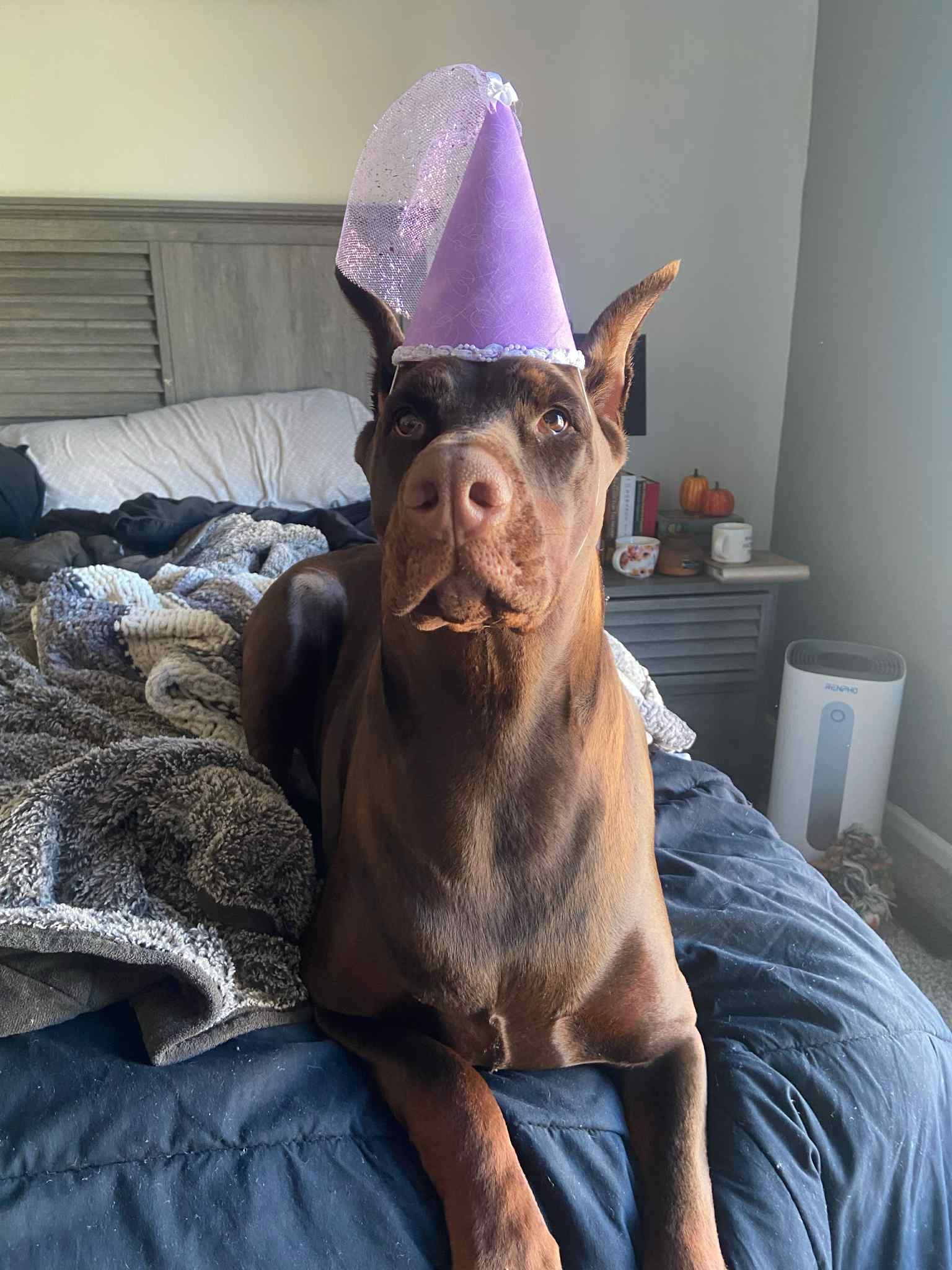 Our fur princess ARIA the Doberman EMERGENCY surgery campaign photo, 2 of 8