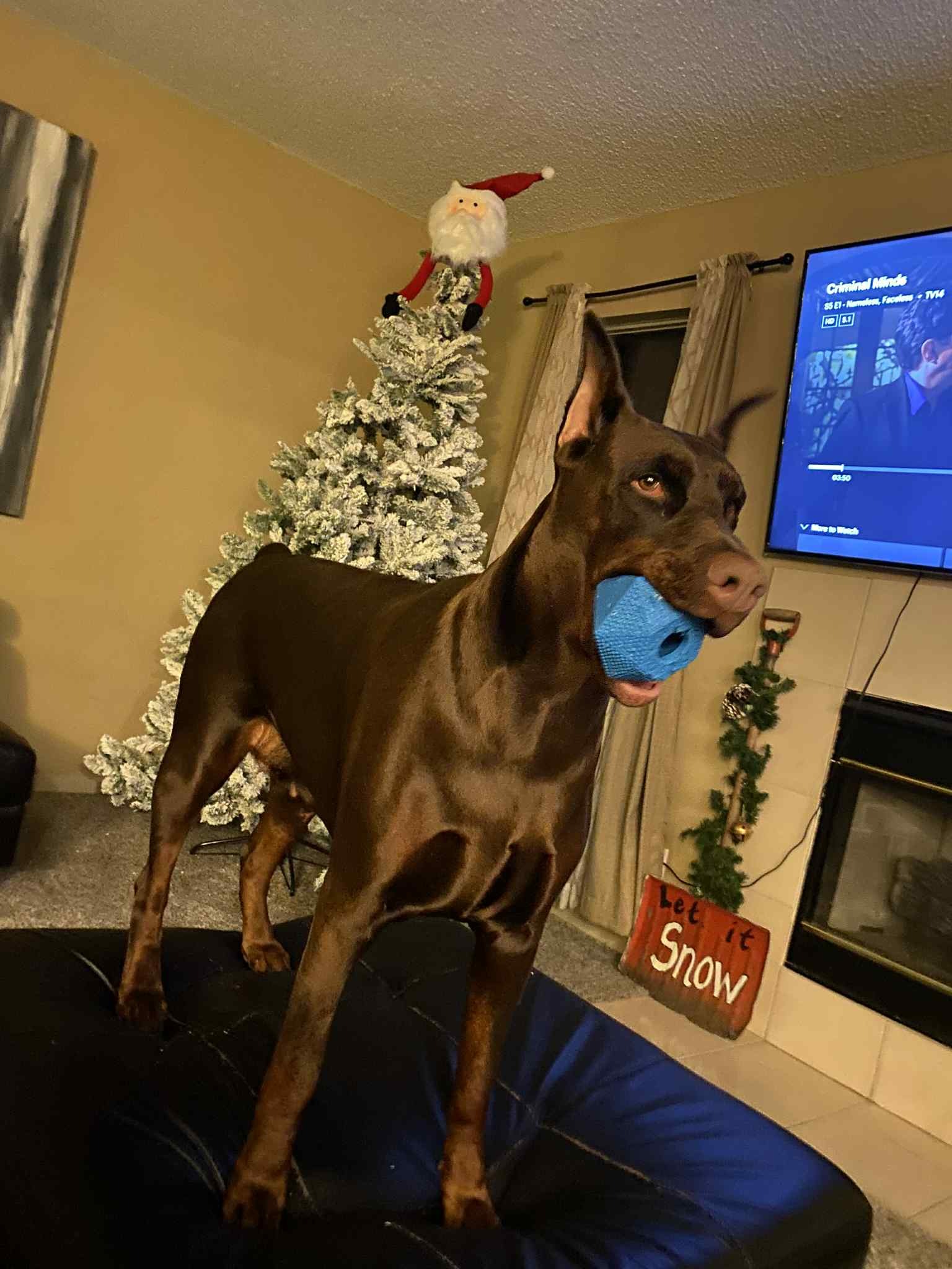 Our fur princess ARIA the Doberman EMERGENCY surgery campaign photo, 4 of 8