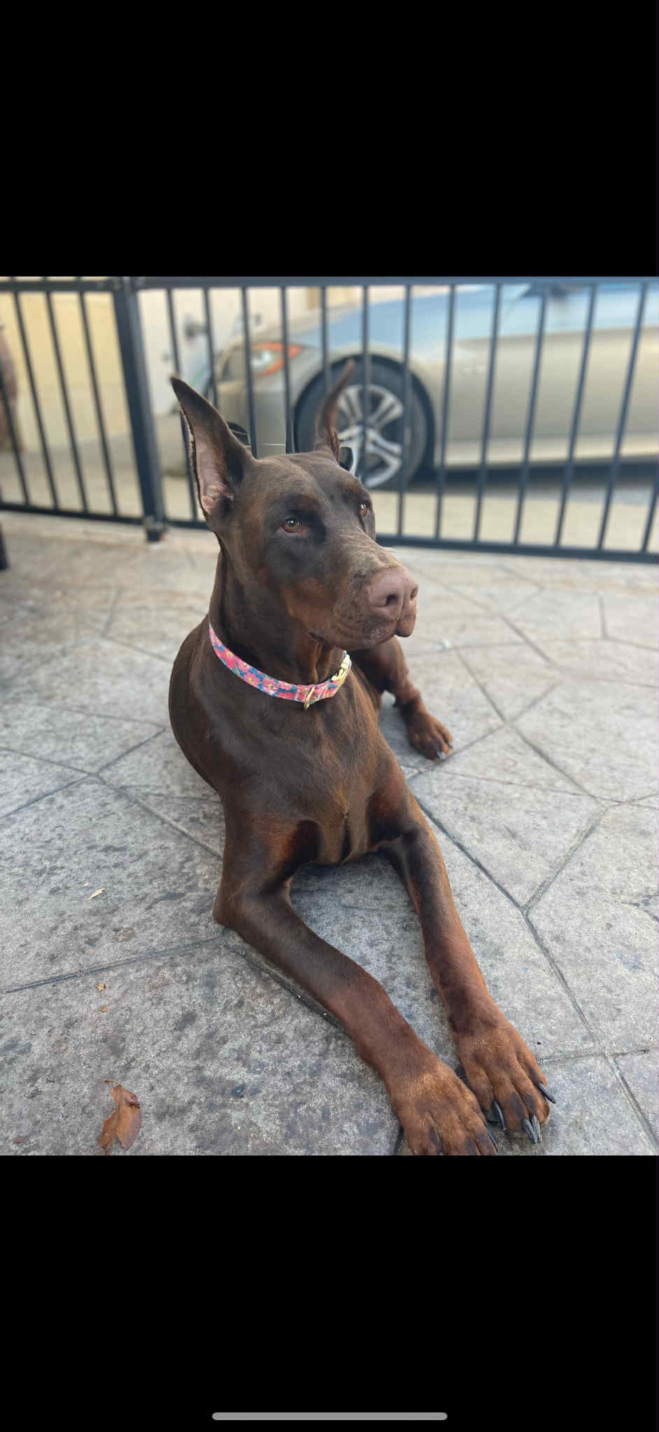Our fur princess ARIA the Doberman EMERGENCY surgery campaign photo, 5 of 8