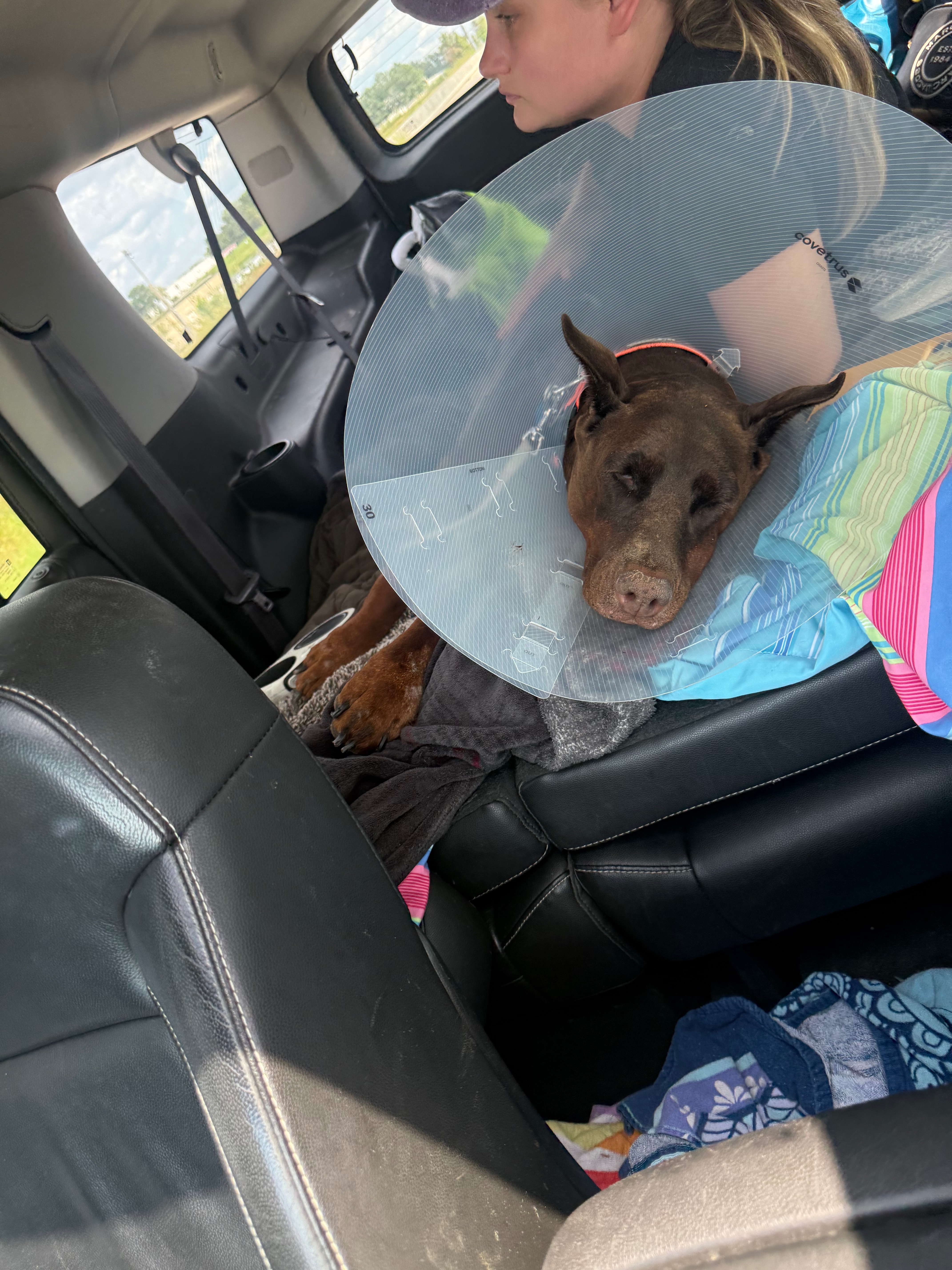 Our fur princess ARIA the Doberman EMERGENCY surgery campaign photo, 6 of 8