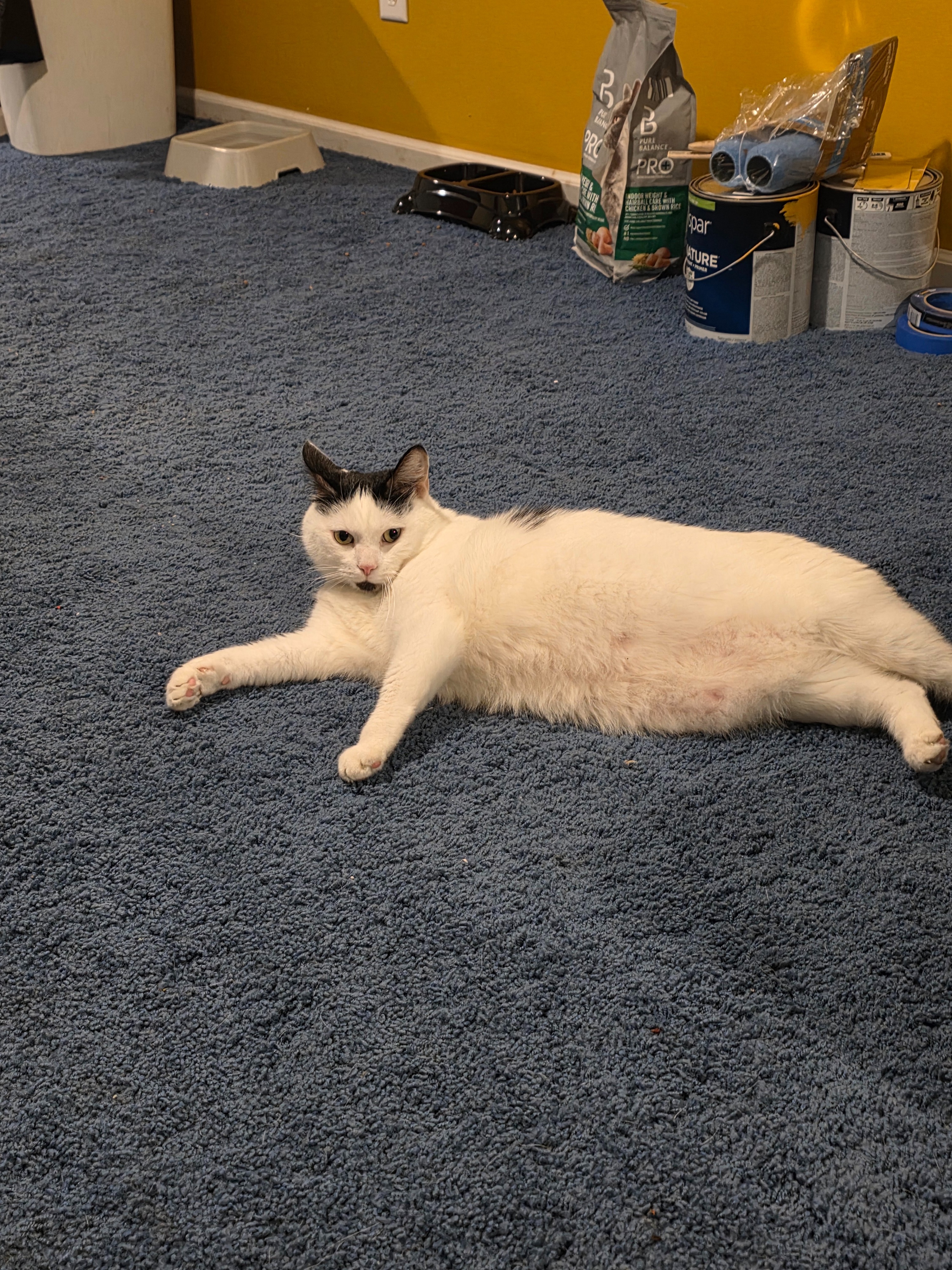 Help Felicia Save Patches from Painful Bladder Stones campaign photo, 2 of 4