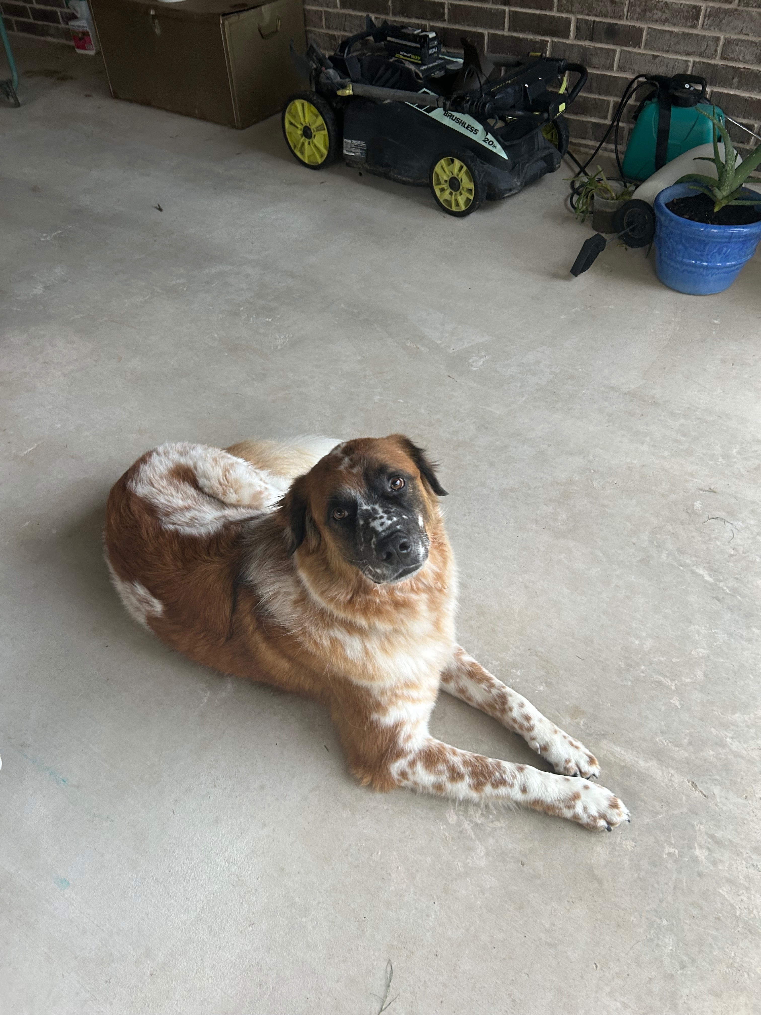 Help Me Get Benji His Surgery campaign photo, 7 of 8
