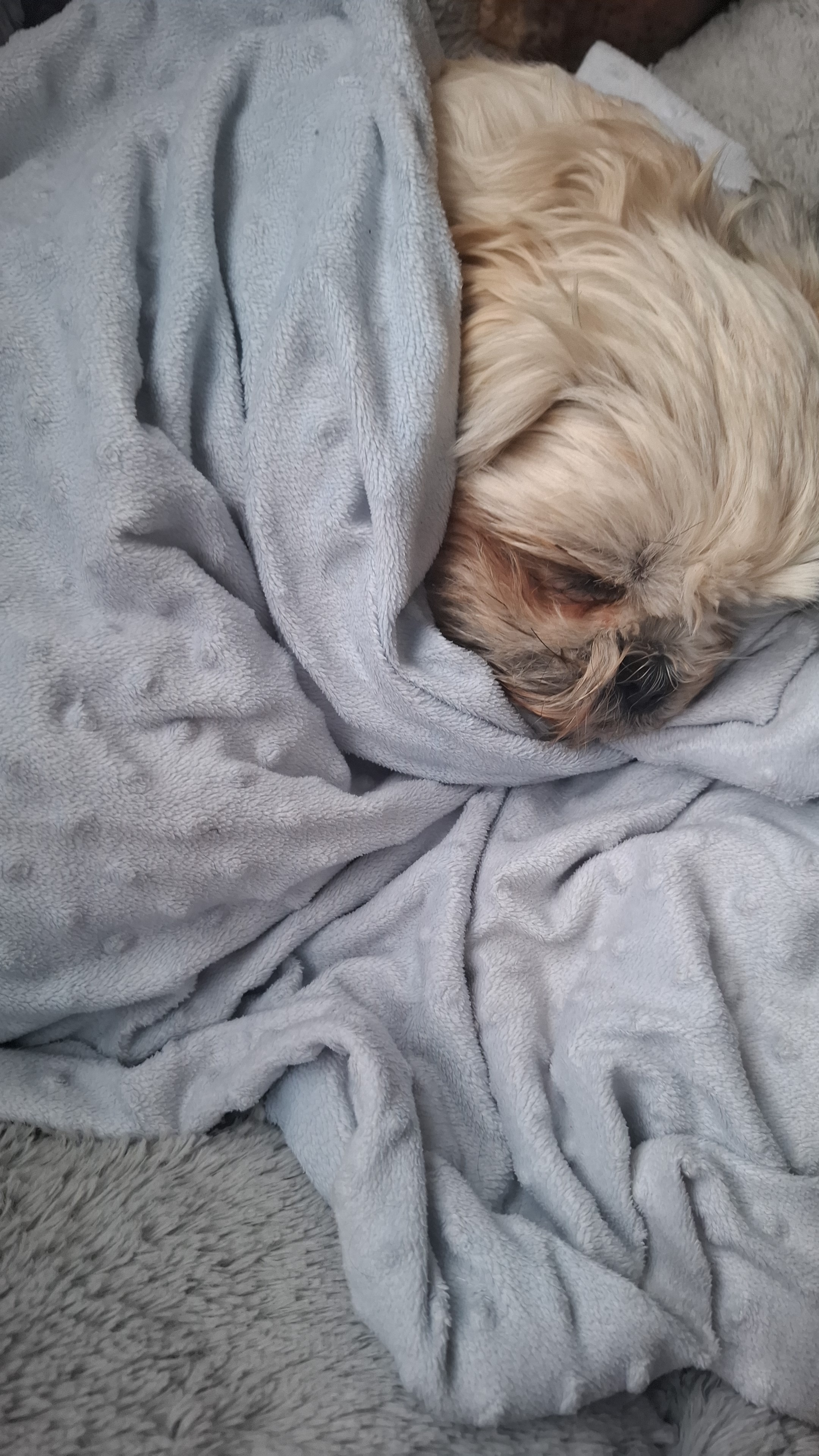 Save Mika – Urgent Life-Saving Surgery campaign photo, 6 of 7
