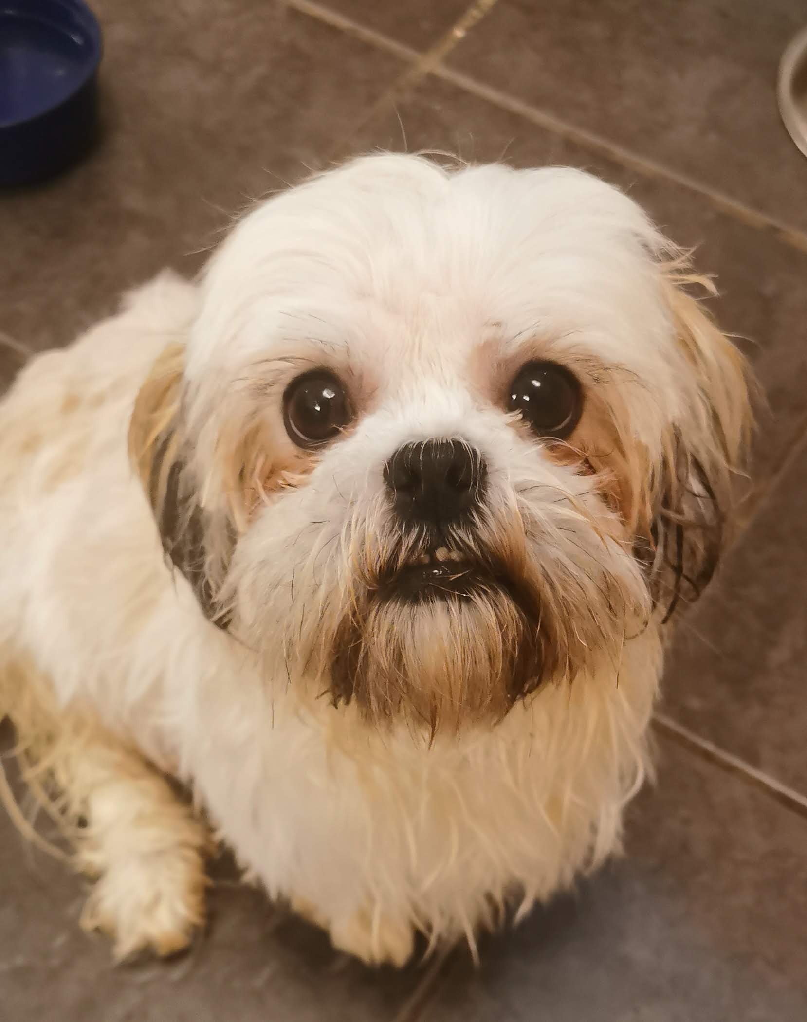 Save Mika – Urgent Life-Saving Surgery campaign photo, 4 of 7