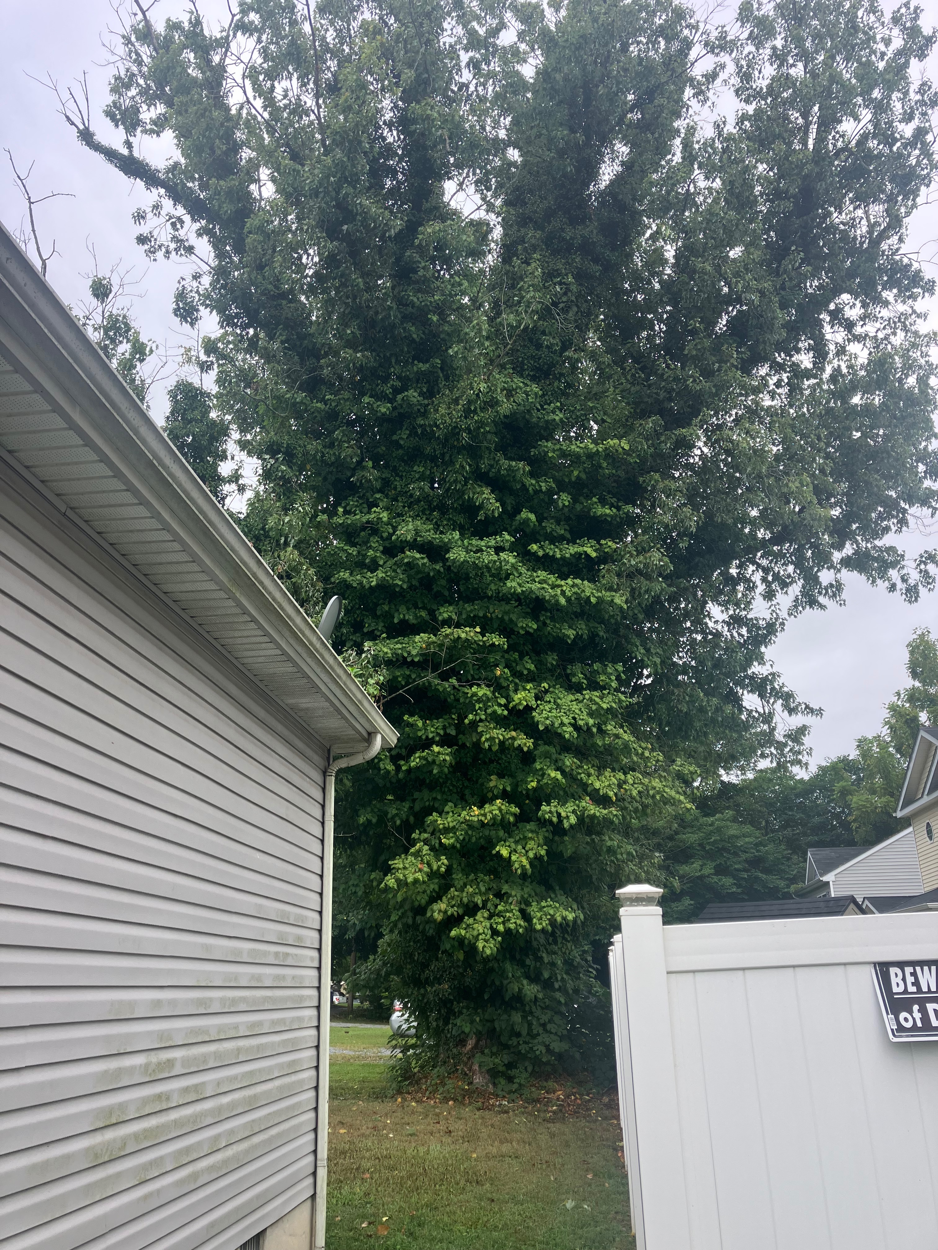 Tree Removal For Elderly Woman campaign photo, 2 of 5