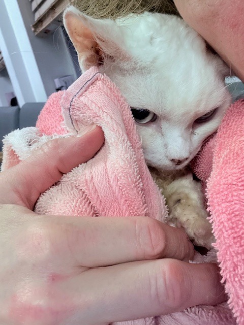 Help Luke Skywalker Fight for His Life campaign photo, 2 of 6
