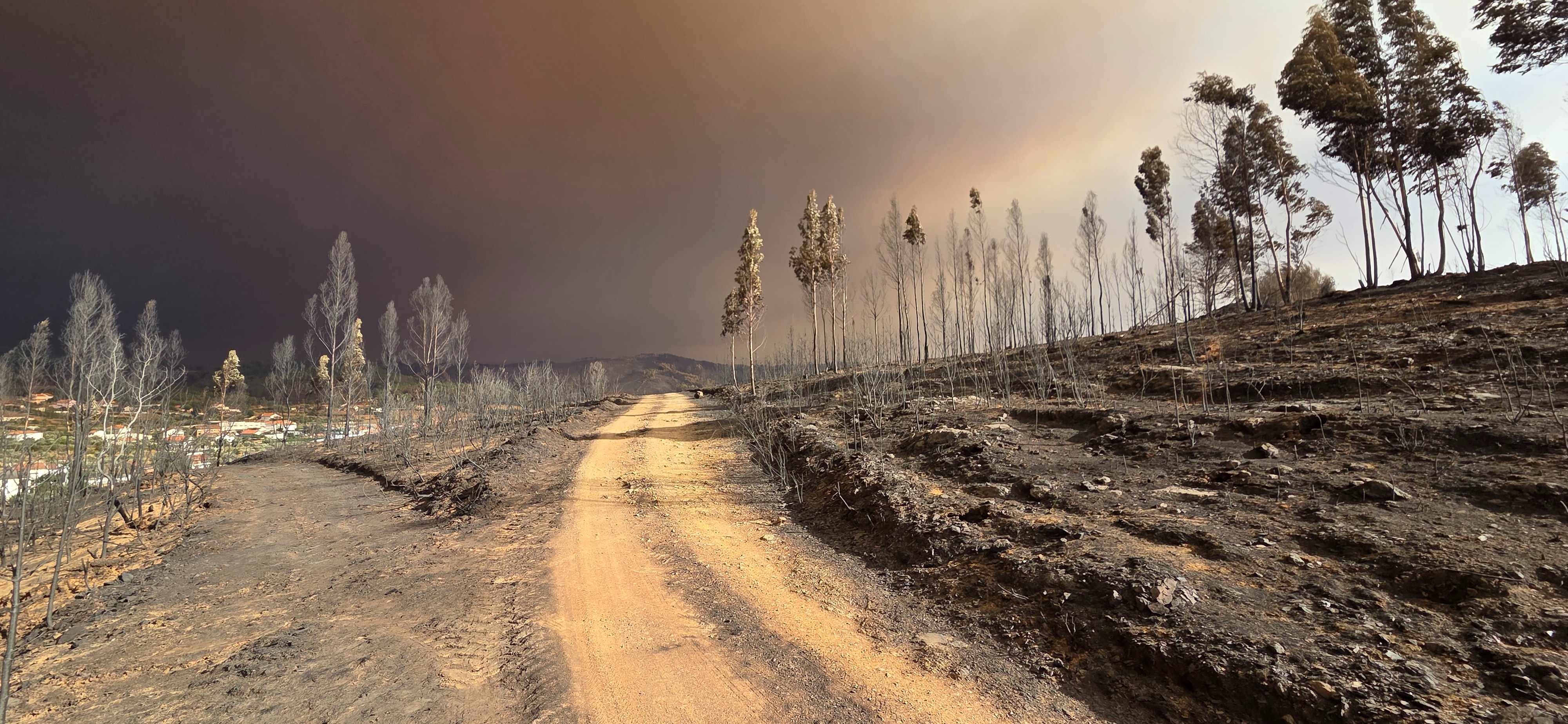 Help Recover and Reforest our project after a wildfire campaign photo, 2 of 8
