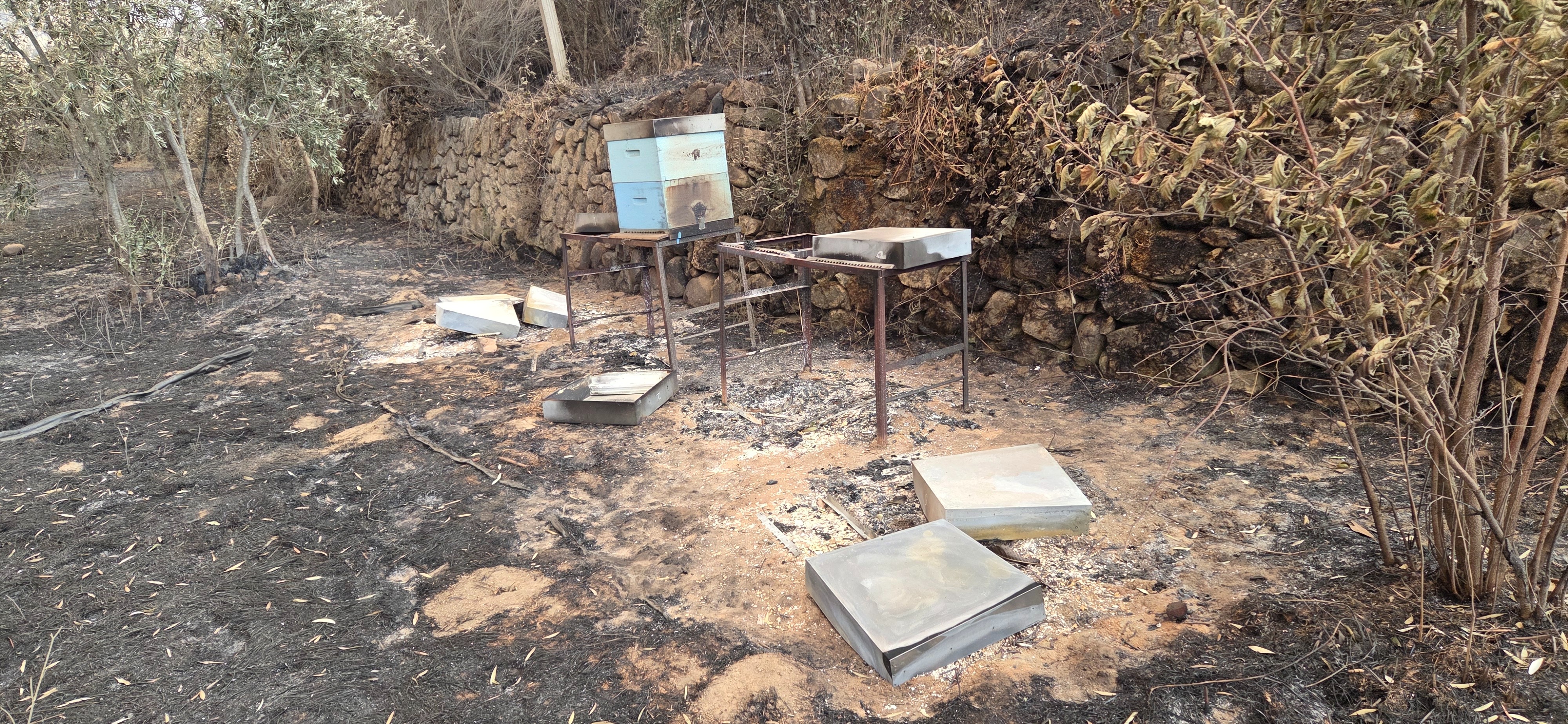 Help Recover and Reforest our project after a wildfire campaign photo, 5 of 8
