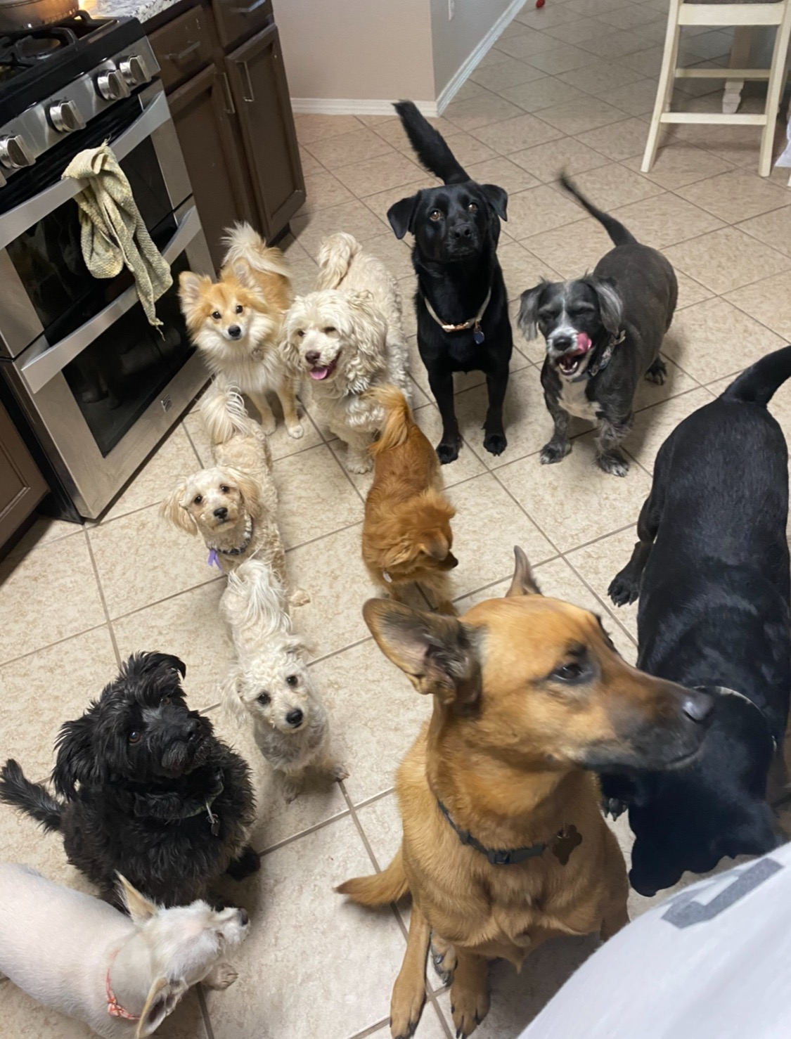 No Van, No Rescue: Be Their Only Hope Today campaign photo, 4 of 8