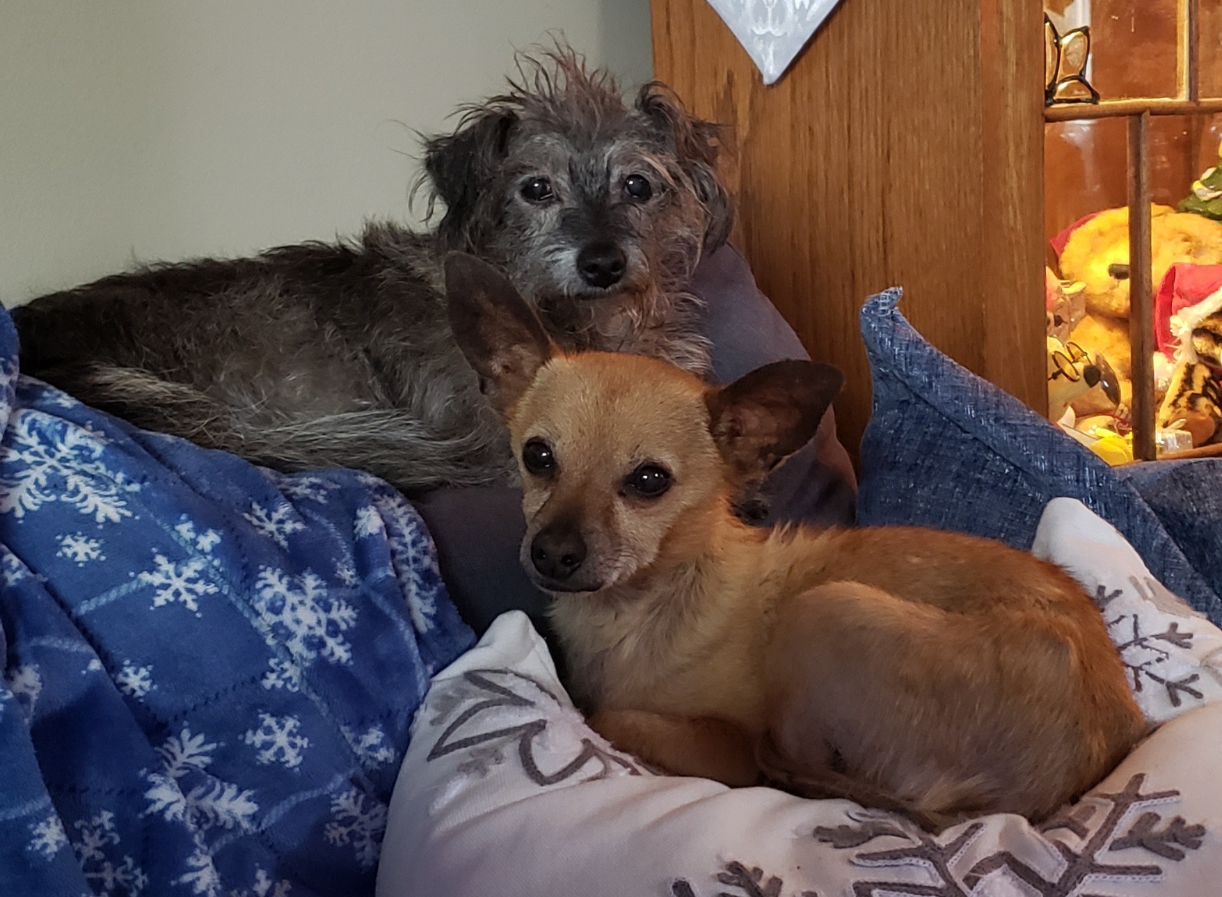 Help SeeBee & Mannie Get the Care They Need campaign photo, 7 of 8