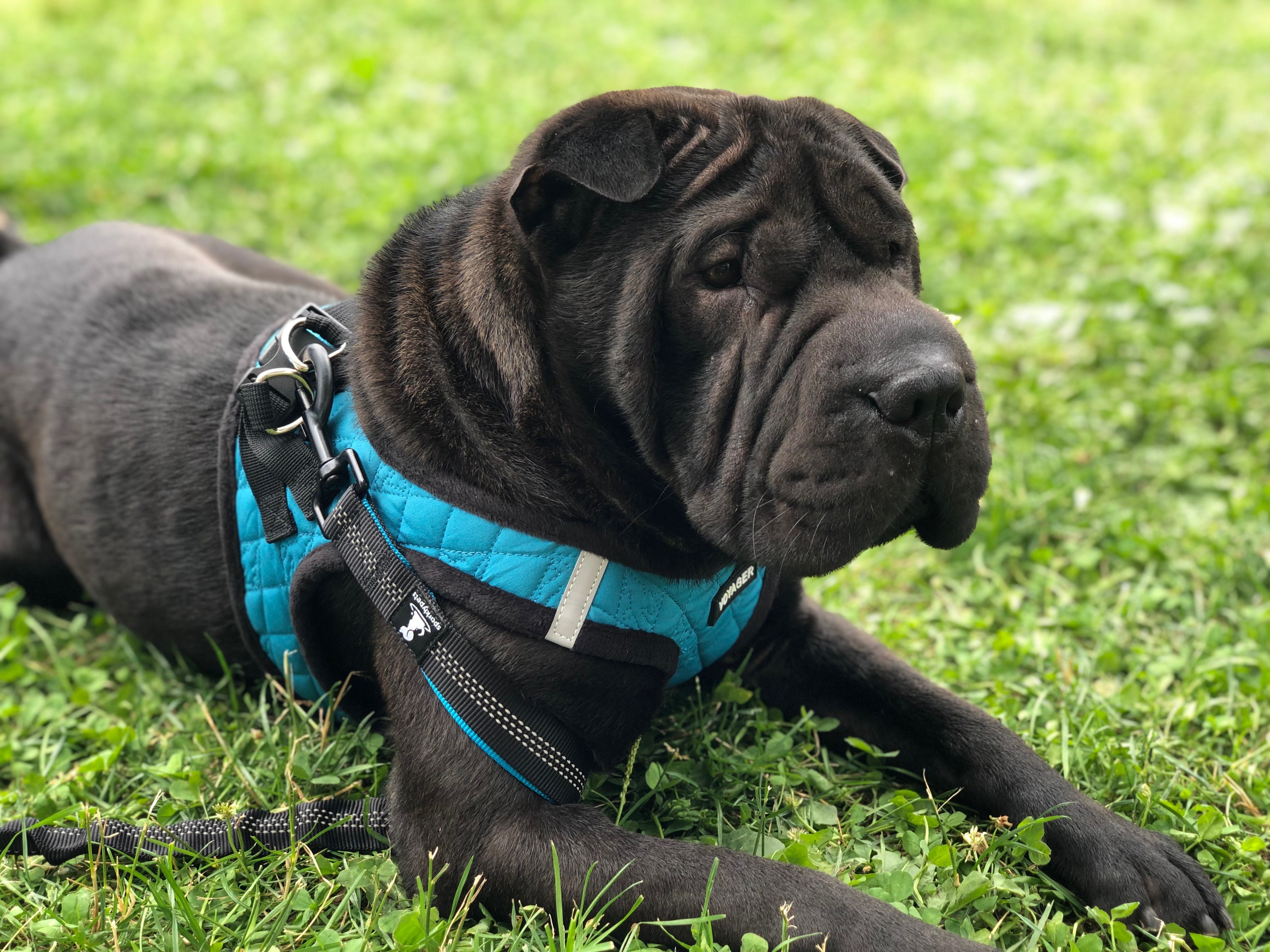 Support Bentley’s Surgery & Recovery campaign photo, 6 of 7