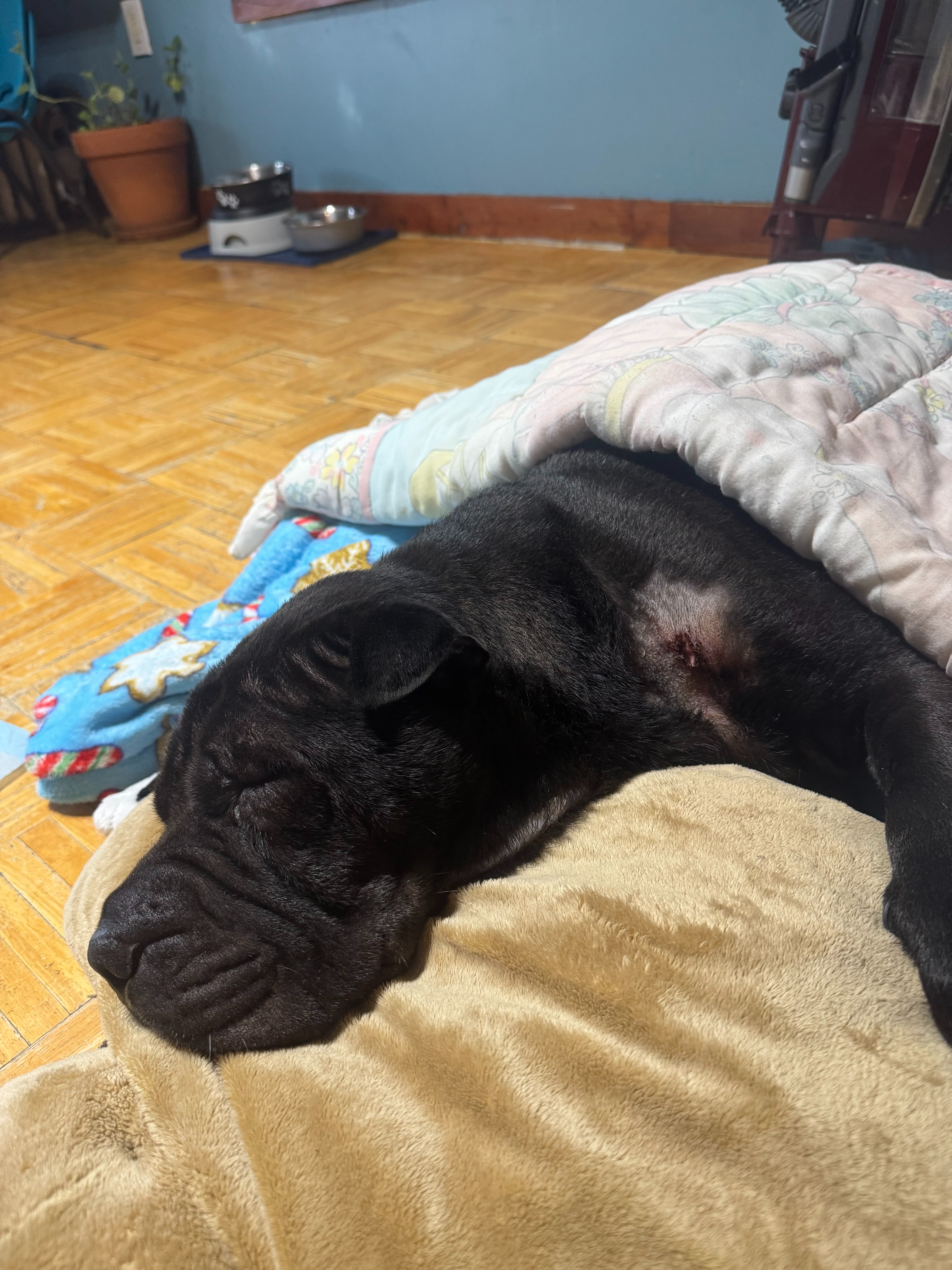 Support Bentley’s Surgery & Recovery campaign photo, 5 of 7