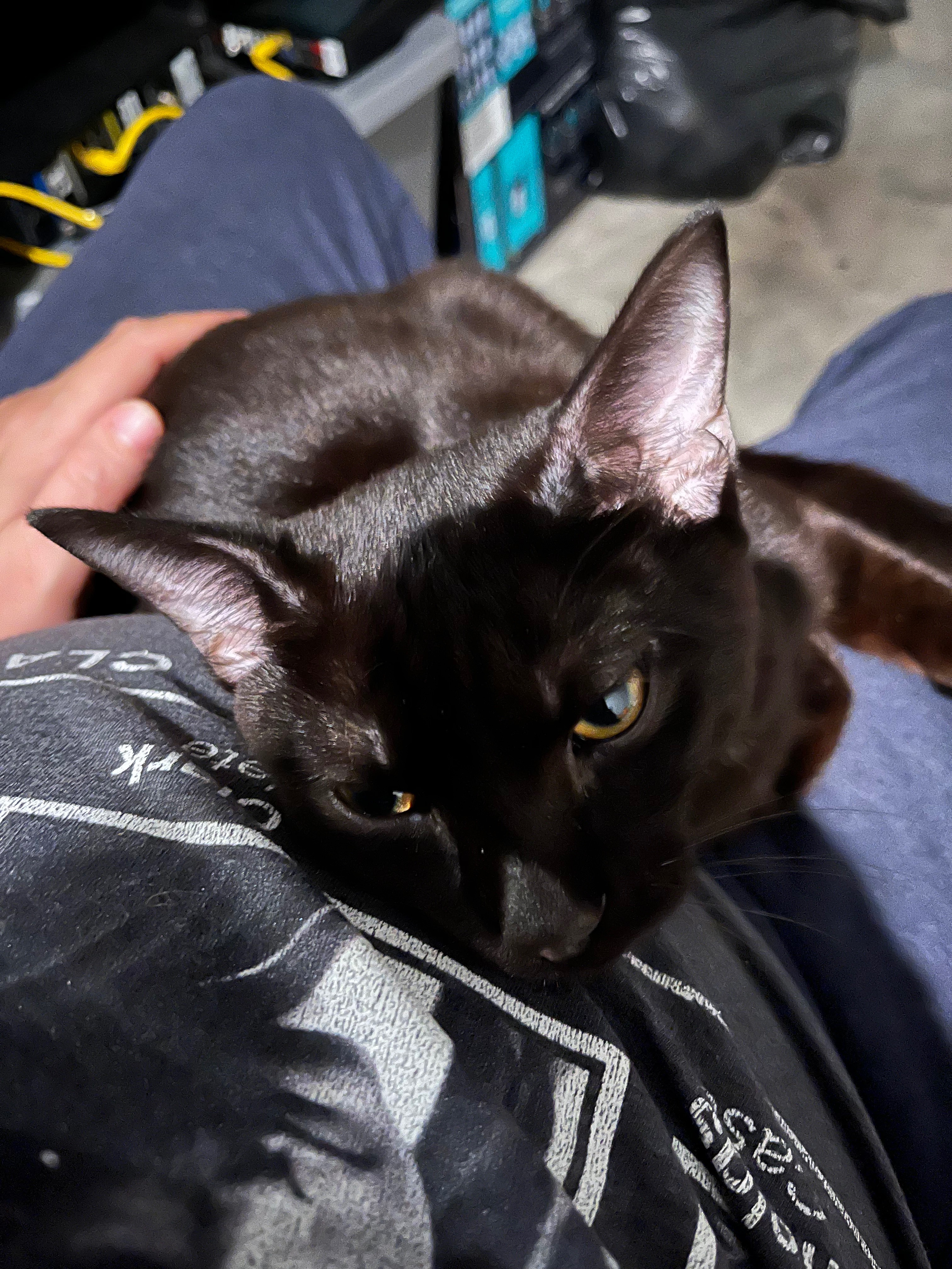 Support Vet Appointments for Rescued Cat campaign photo, 4 of 5
