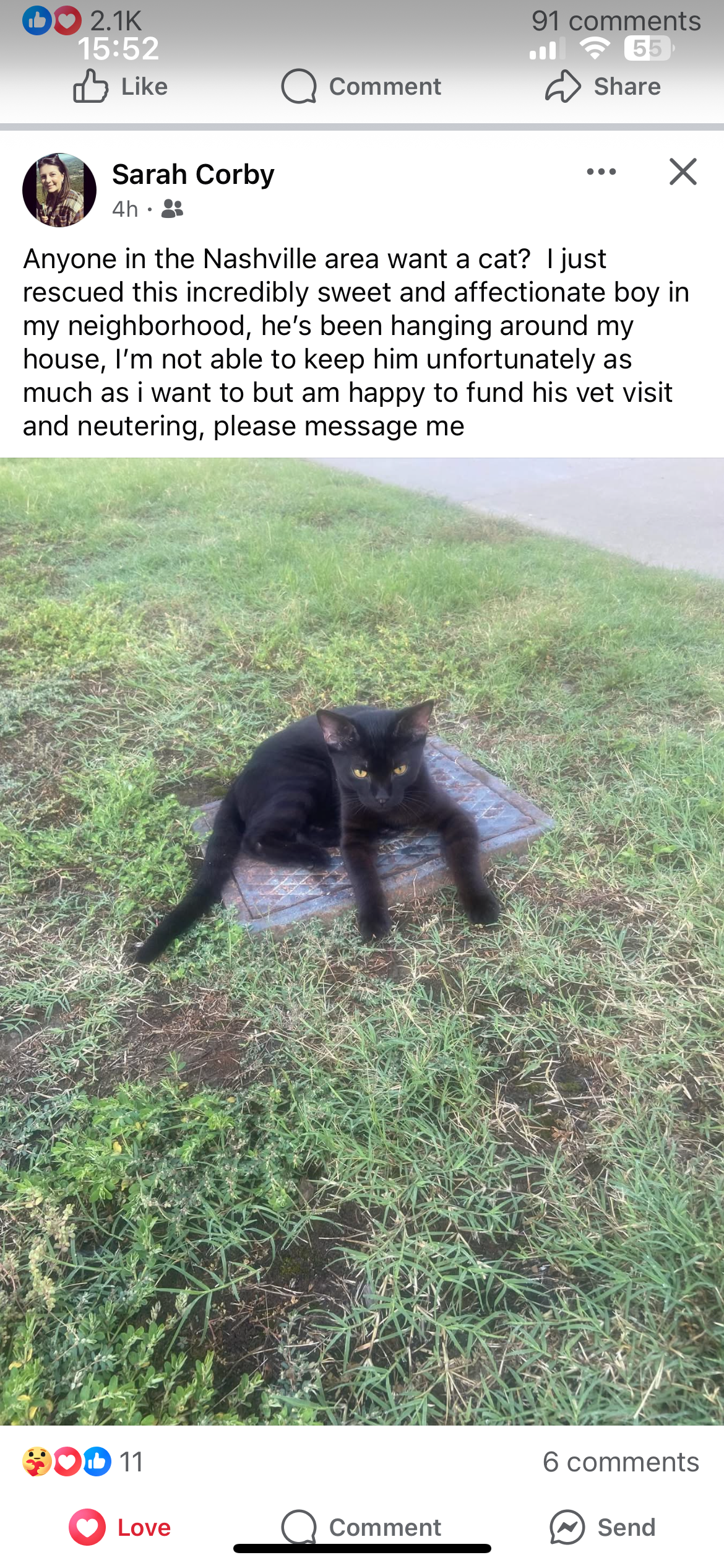 Support Vet Appointments for Rescued Cat campaign photo, 2 of 5