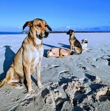 Raising Funds for Dogs and Cats in Sal, Cape Verde campaign photo, 2 of 4