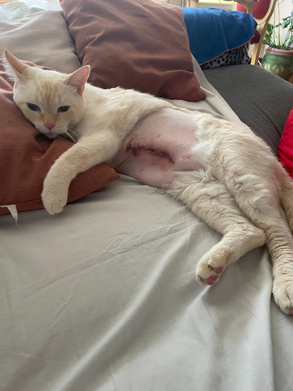 (Gastos veterinario)OPERACIÓN URGENTE PARA OLIVER campaign photo, 2 of 8