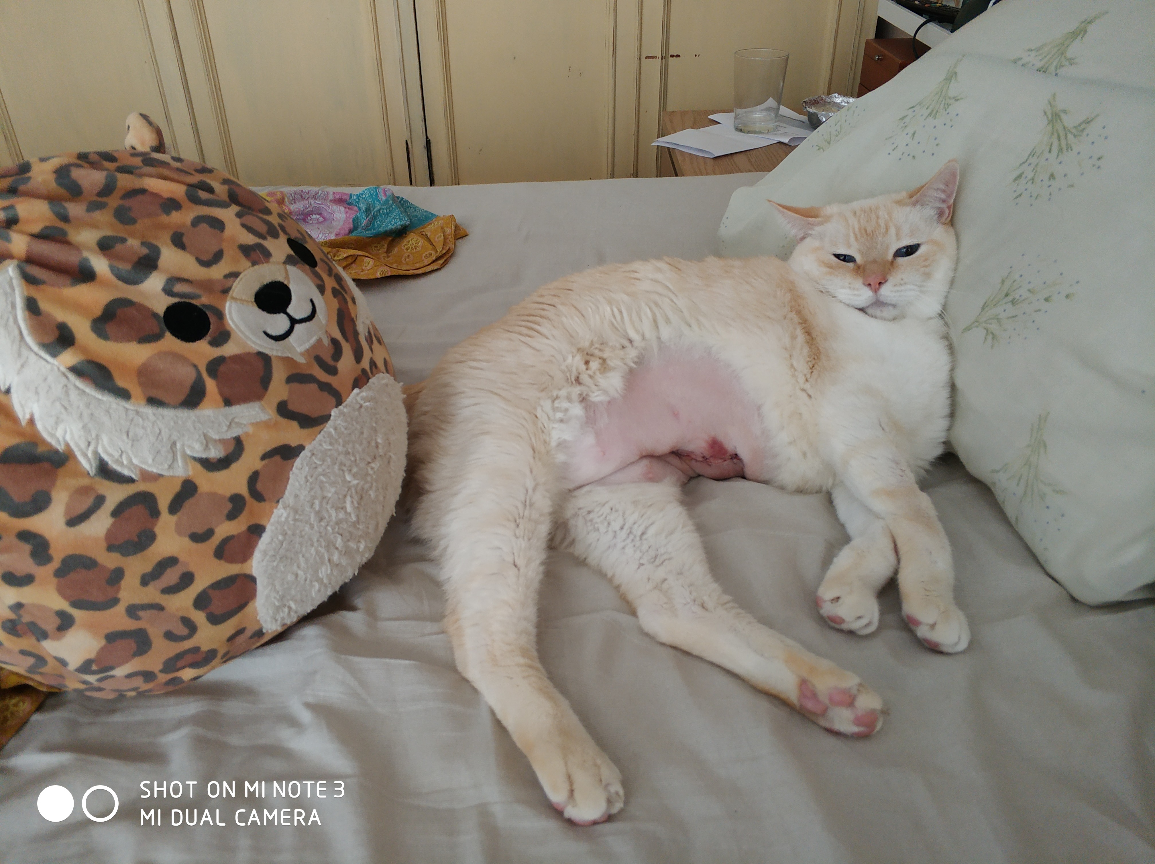 (Gastos veterinario)OPERACIÓN URGENTE PARA OLIVER campaign photo, 4 of 8