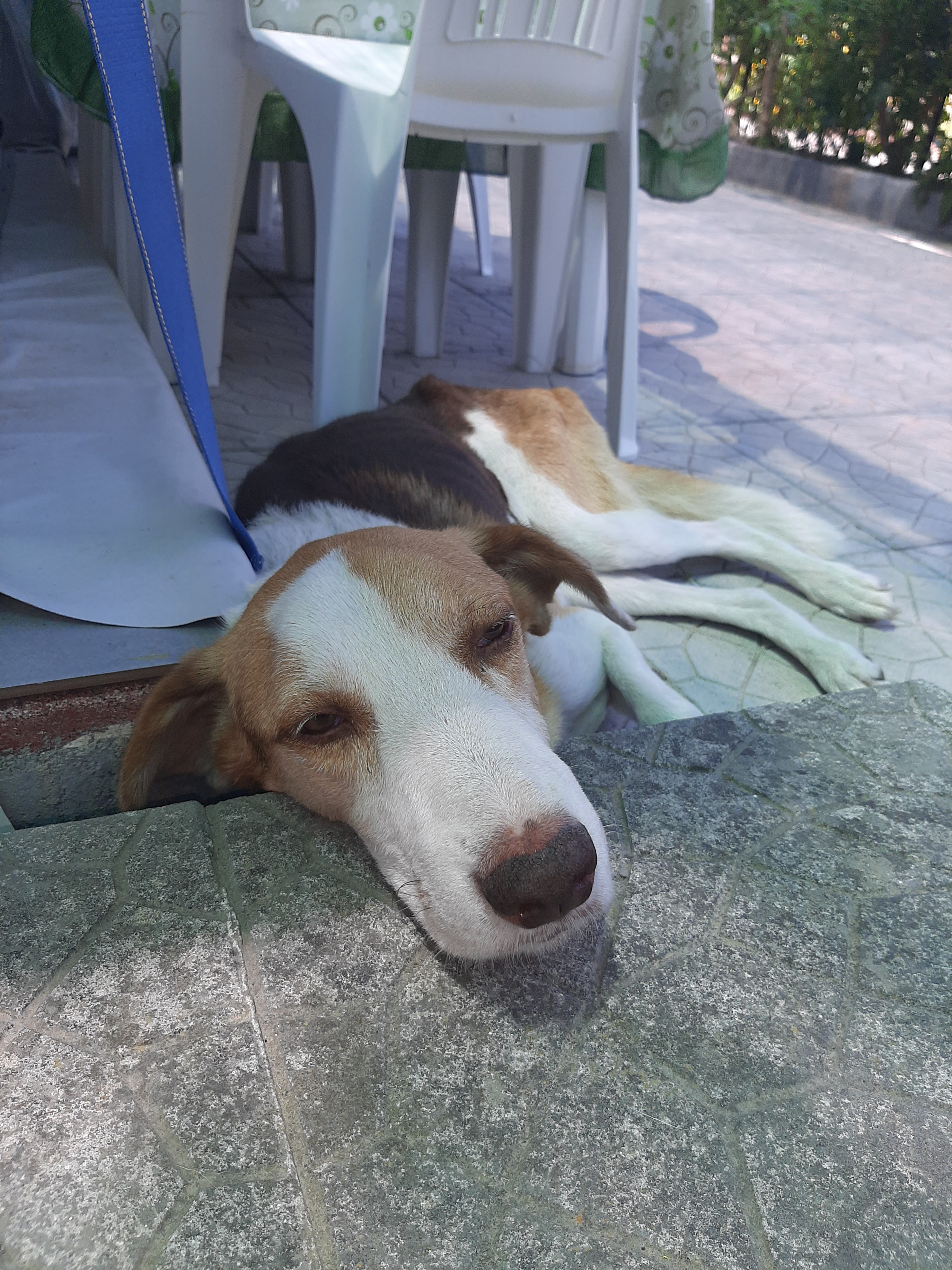 URGENTE AIUTIAMO BALTO A STARE MEGLIO E NON MORIRE campaign photo, 2 of 7