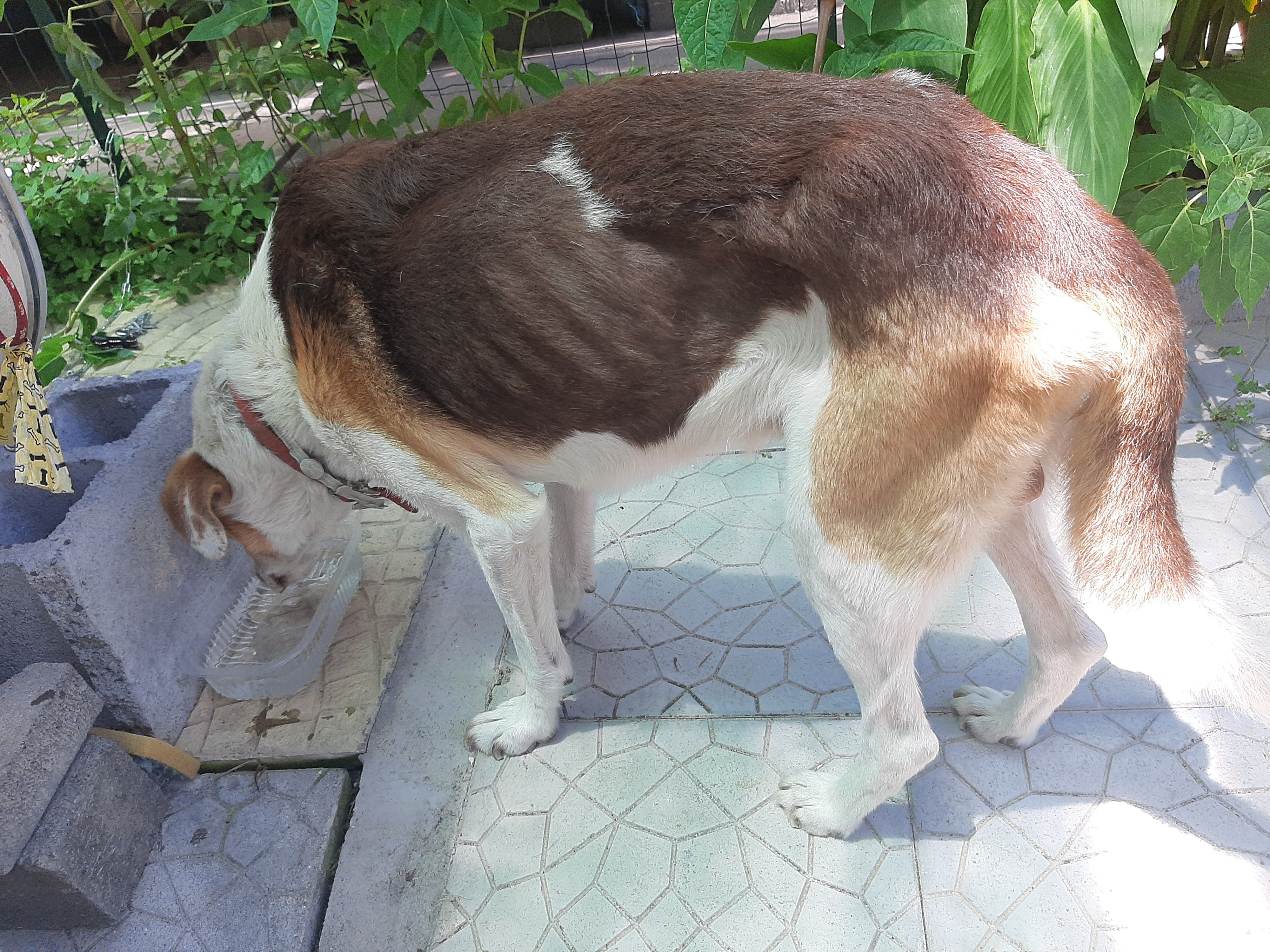 URGENTE AIUTIAMO BALTO A STARE MEGLIO E NON MORIRE campaign photo, 5 of 7