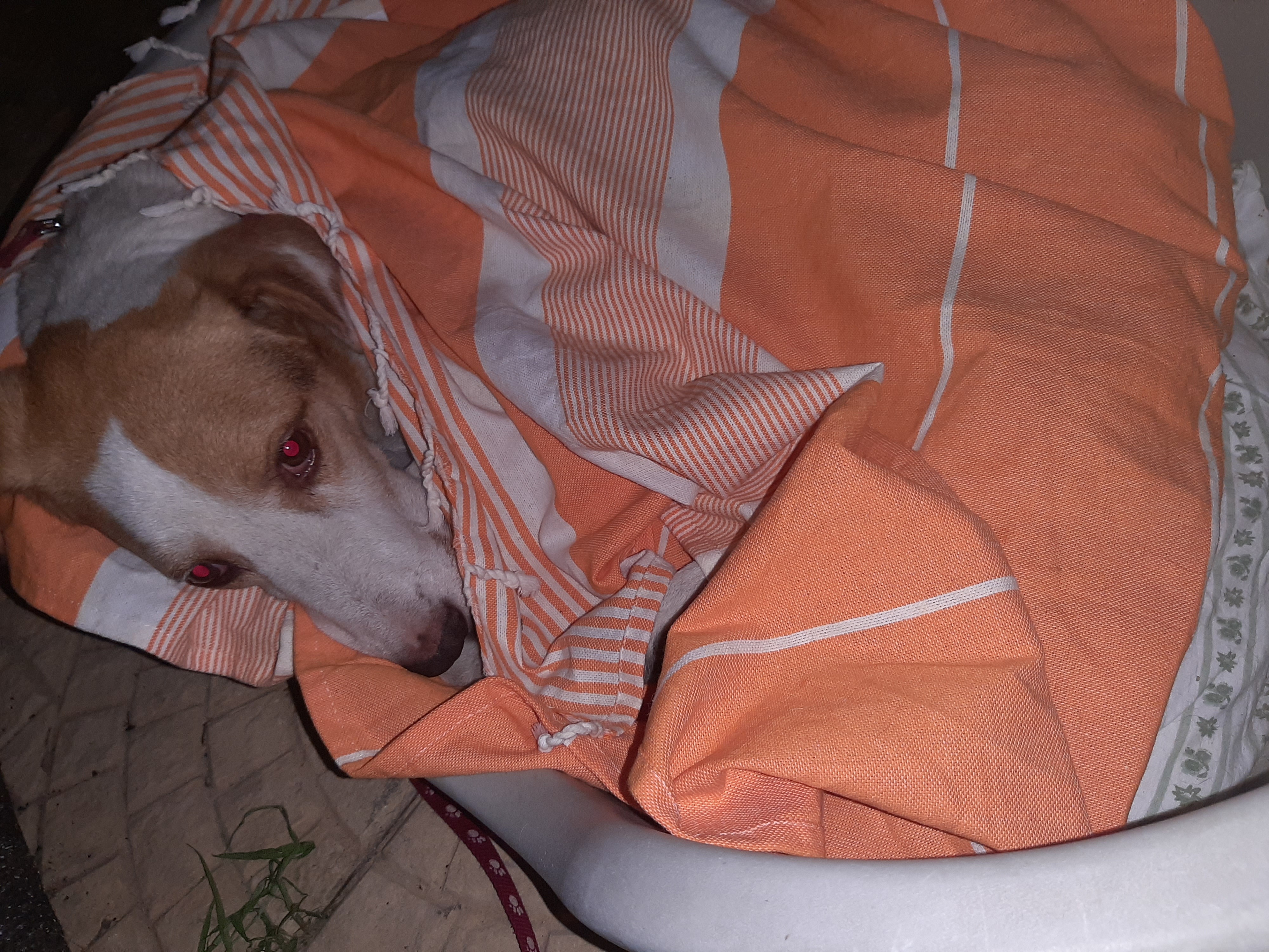 URGENTE AIUTIAMO BALTO A STARE MEGLIO E NON MORIRE campaign photo, 6 of 7