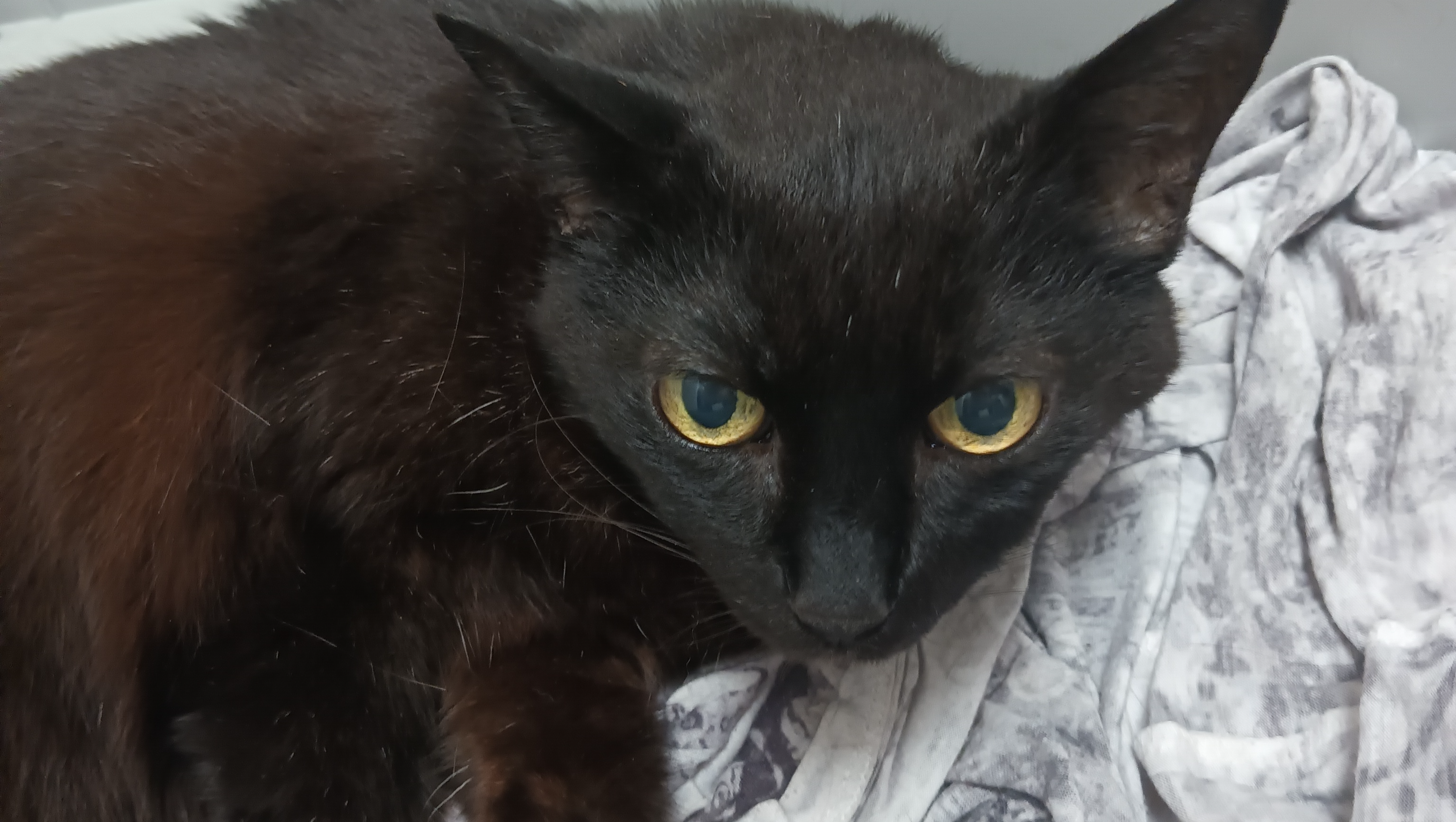 Help save Misty my lifeline and best friend photo