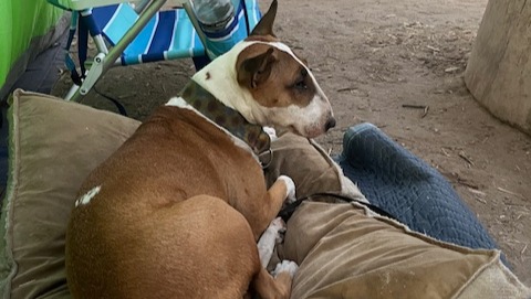 Relieve Lollipop's Pain: Donate for Her Therapy photo