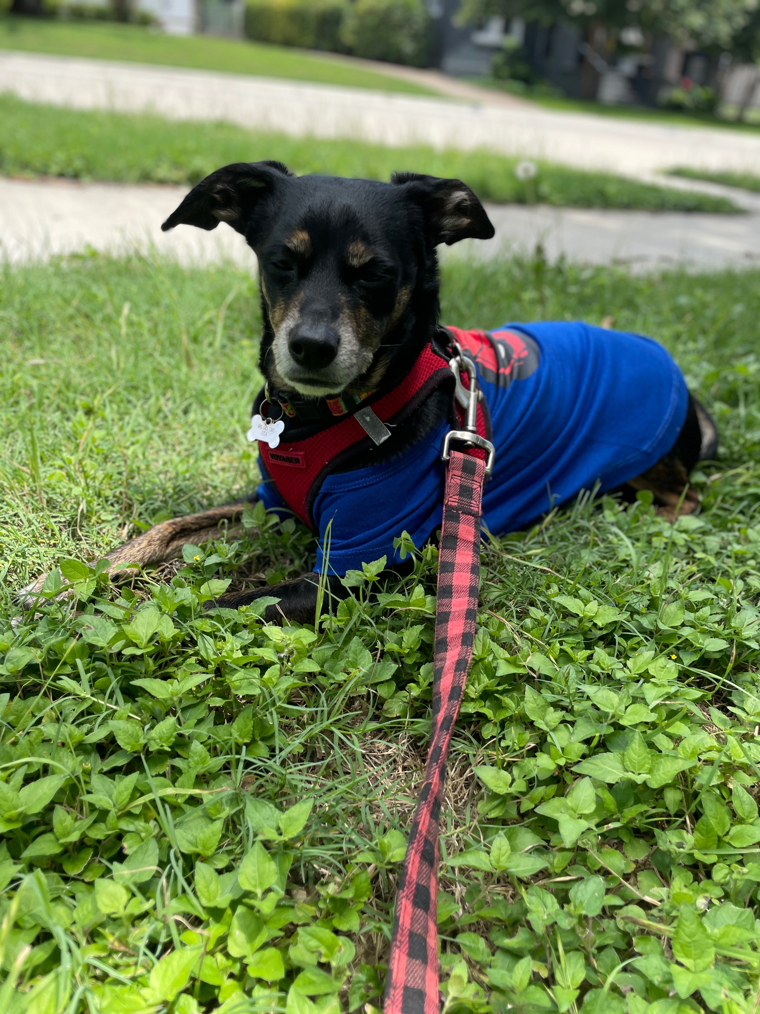 Paws for a Cause: Rescue Best Dog Nanny from Eviction! campaign photo, 5 of 7