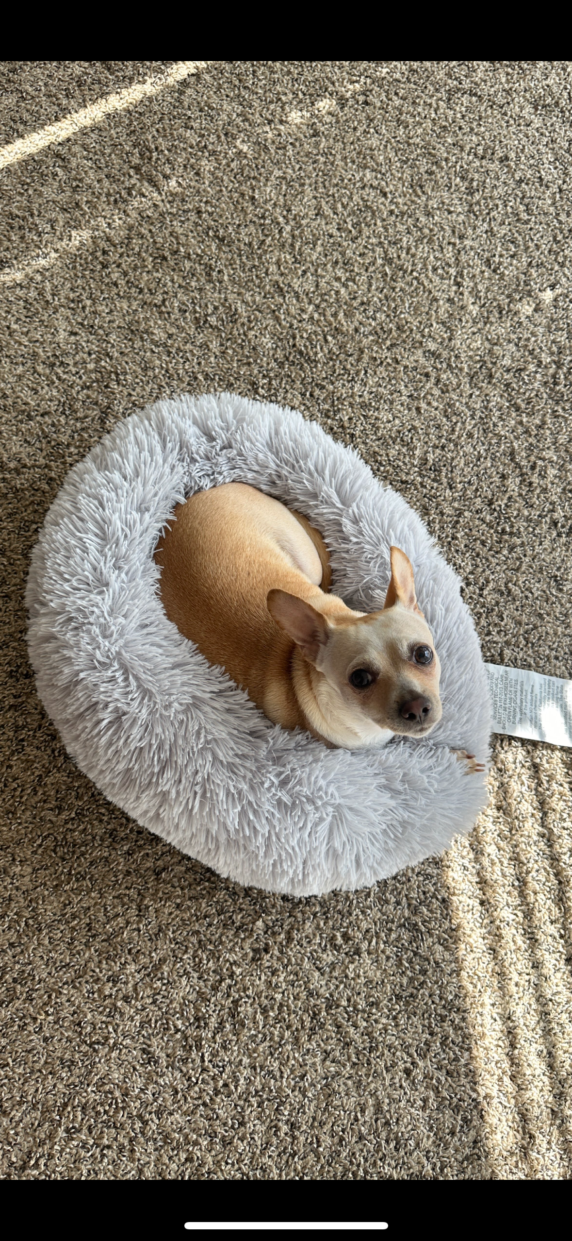 Support Noodle's Life-Saving Vet Care campaign photo, 5 of 6