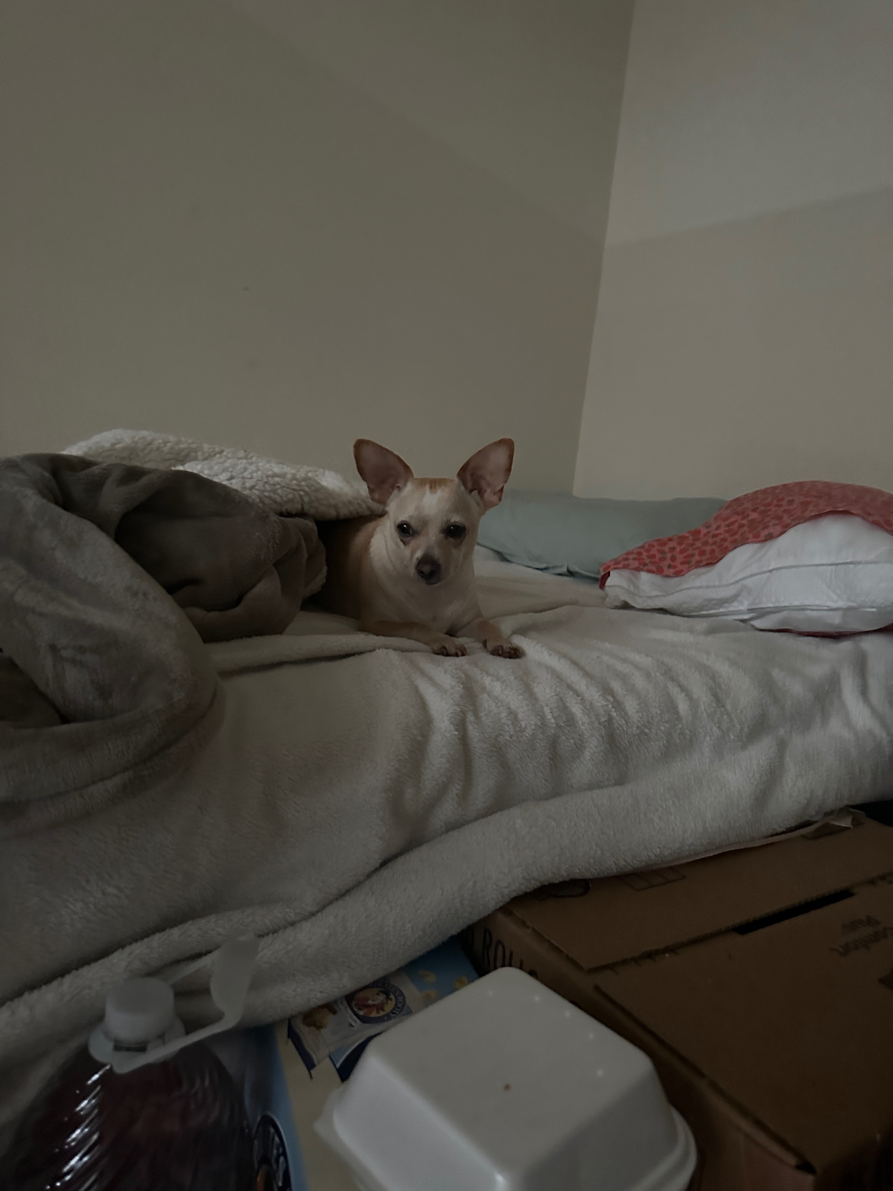 Support Noodle's Life-Saving Vet Care campaign photo, 2 of 6