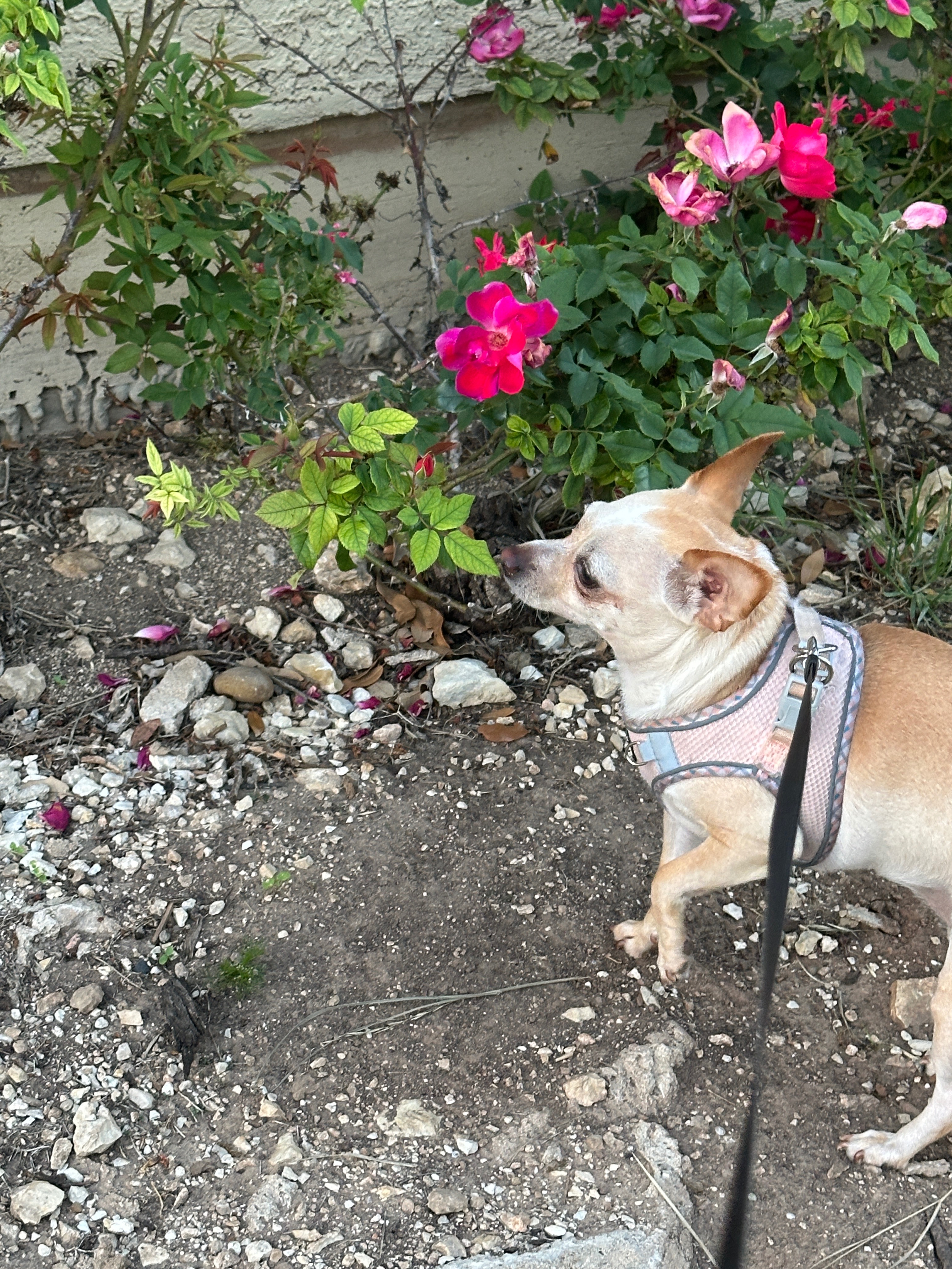 Support Noodle's Life-Saving Vet Care campaign photo, 4 of 6
