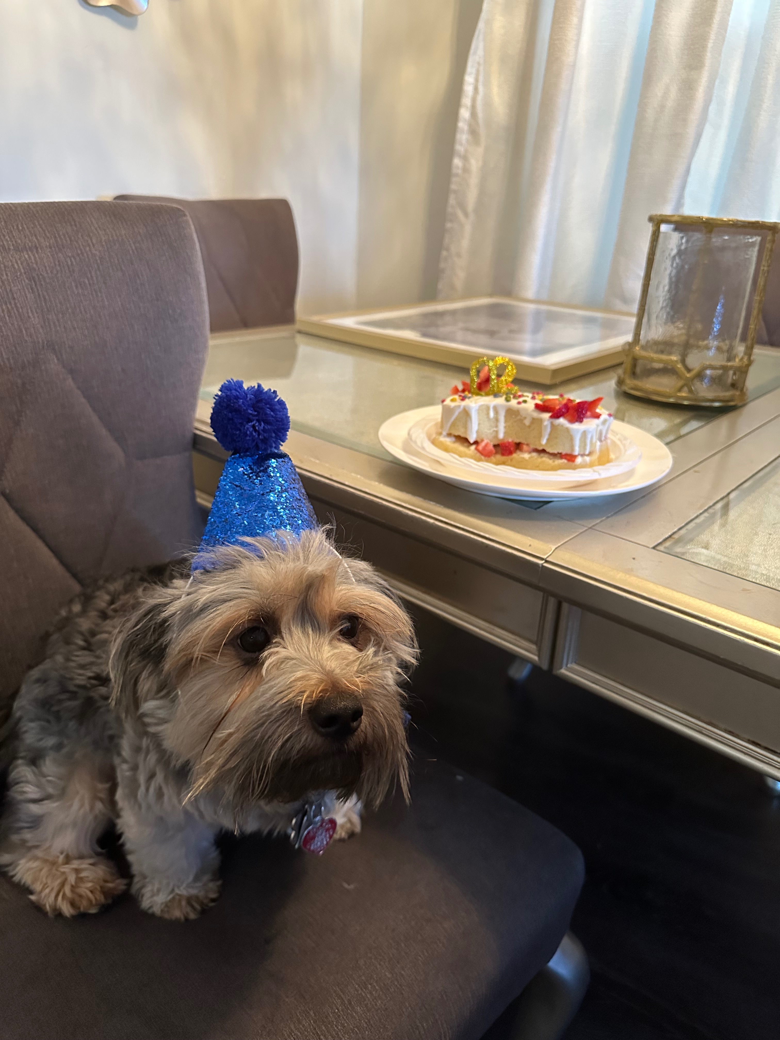 Help Caden See Again: Cataract Surgery for My Dog campaign photo, 7 of 8