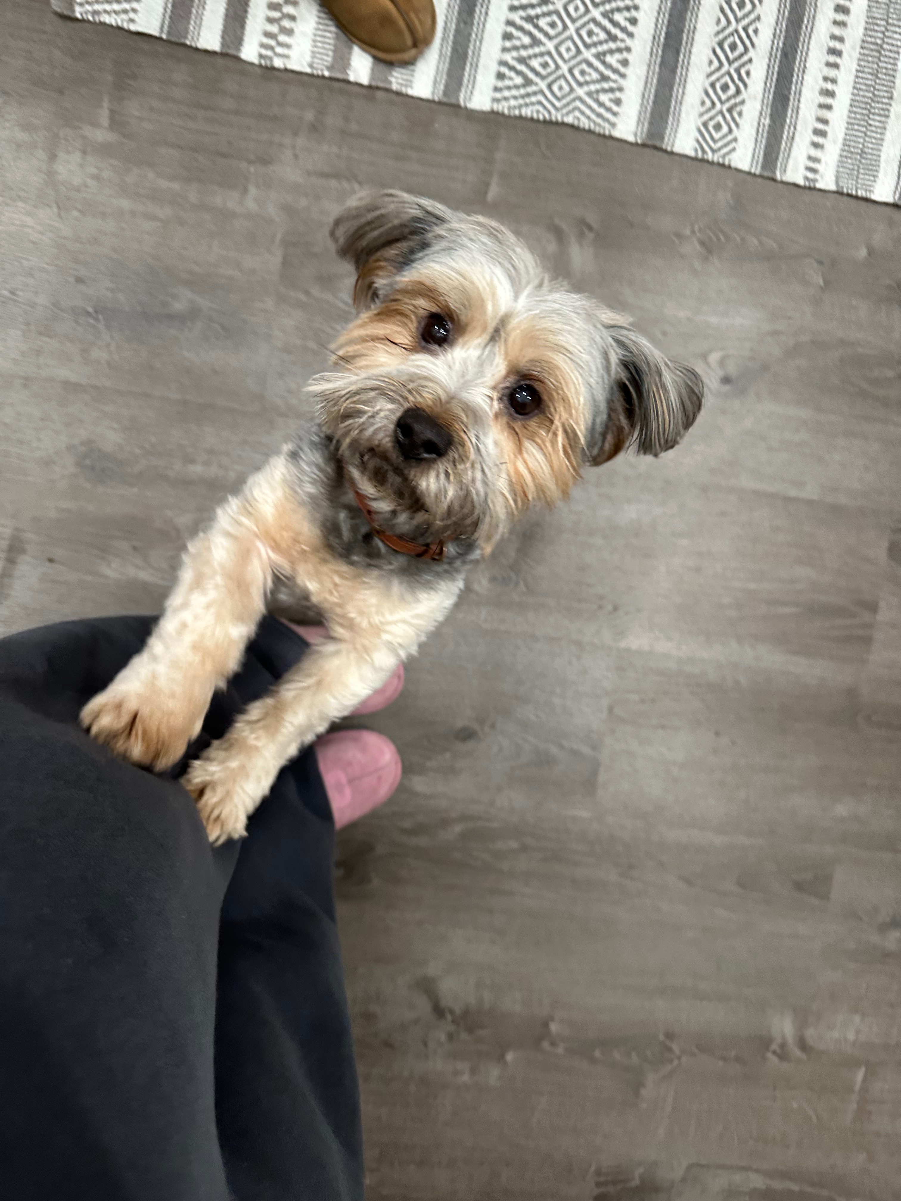 Help Caden See Again: Cataract Surgery for My Dog campaign photo, 2 of 8