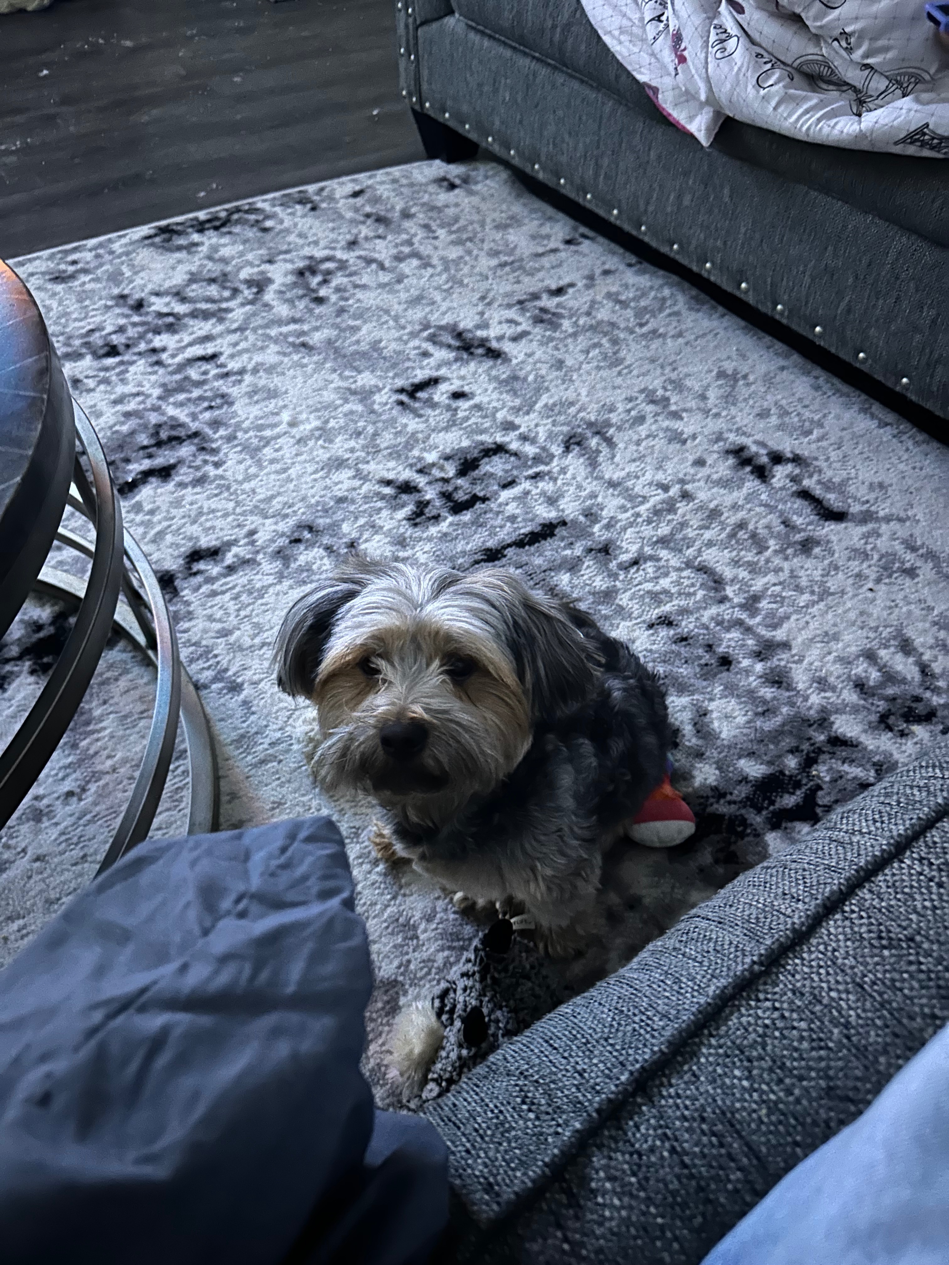 Help Caden See Again: Cataract Surgery for My Dog campaign photo, 4 of 8