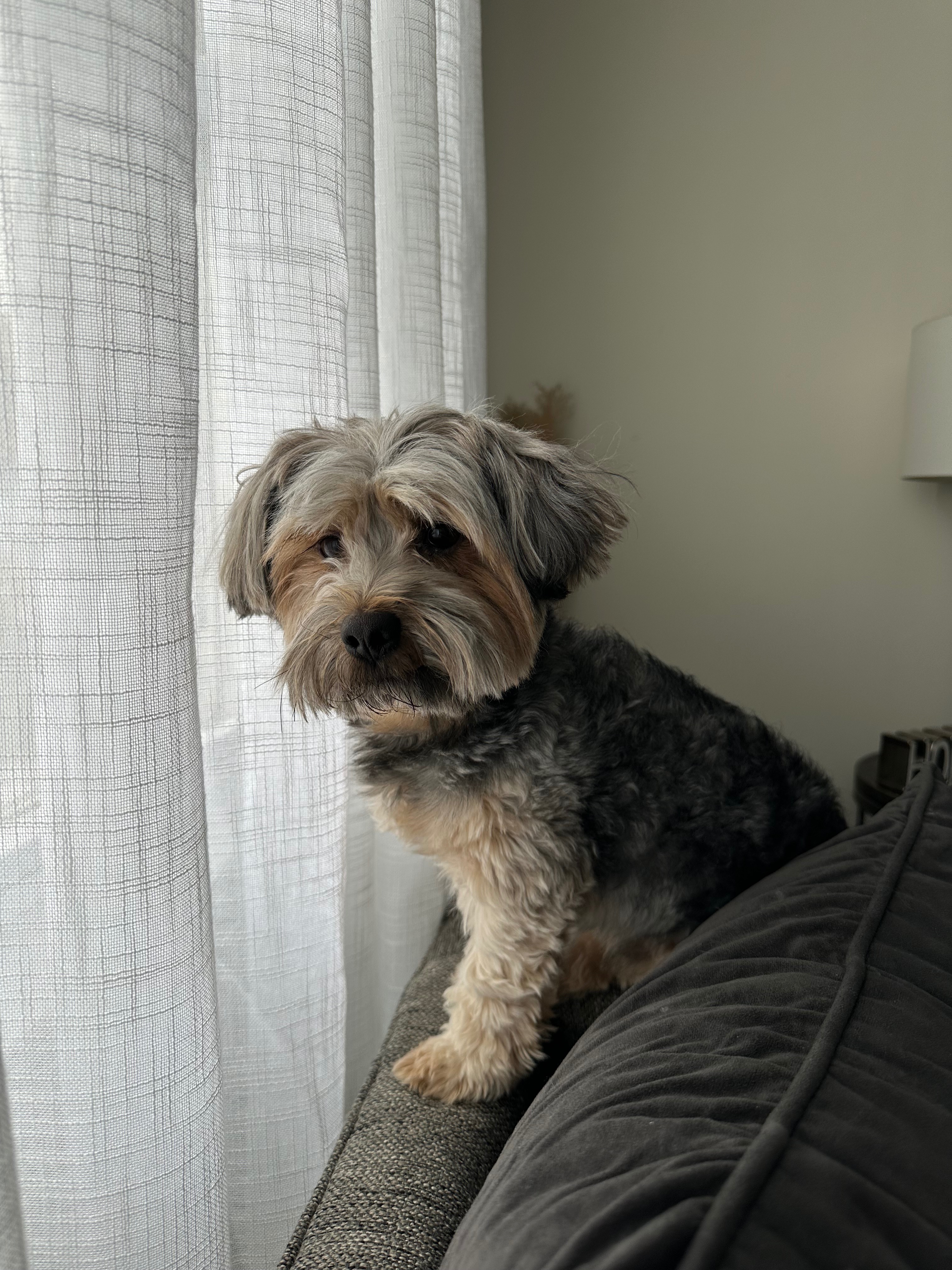 Help Caden See Again: Cataract Surgery for My Dog campaign photo, 5 of 8