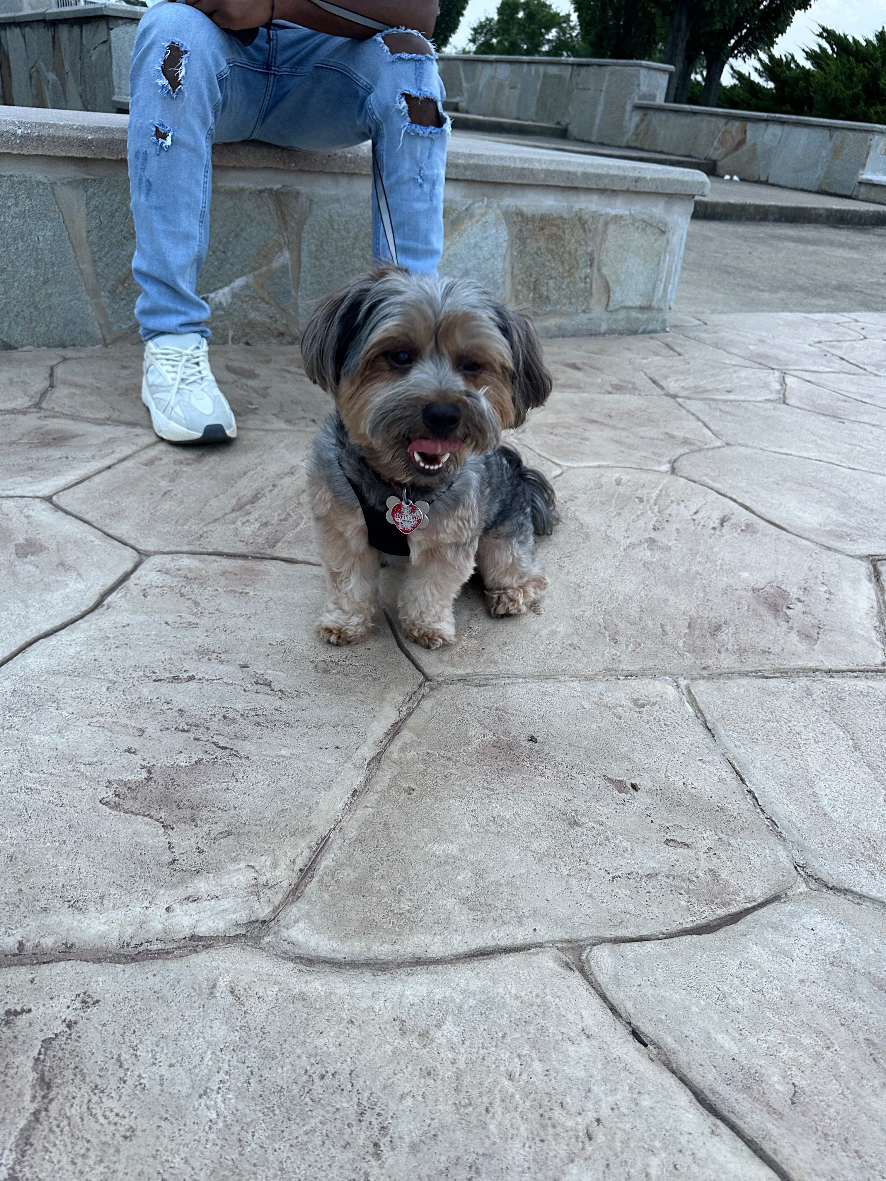 Help Caden See Again: Cataract Surgery for My Dog campaign photo, 6 of 8