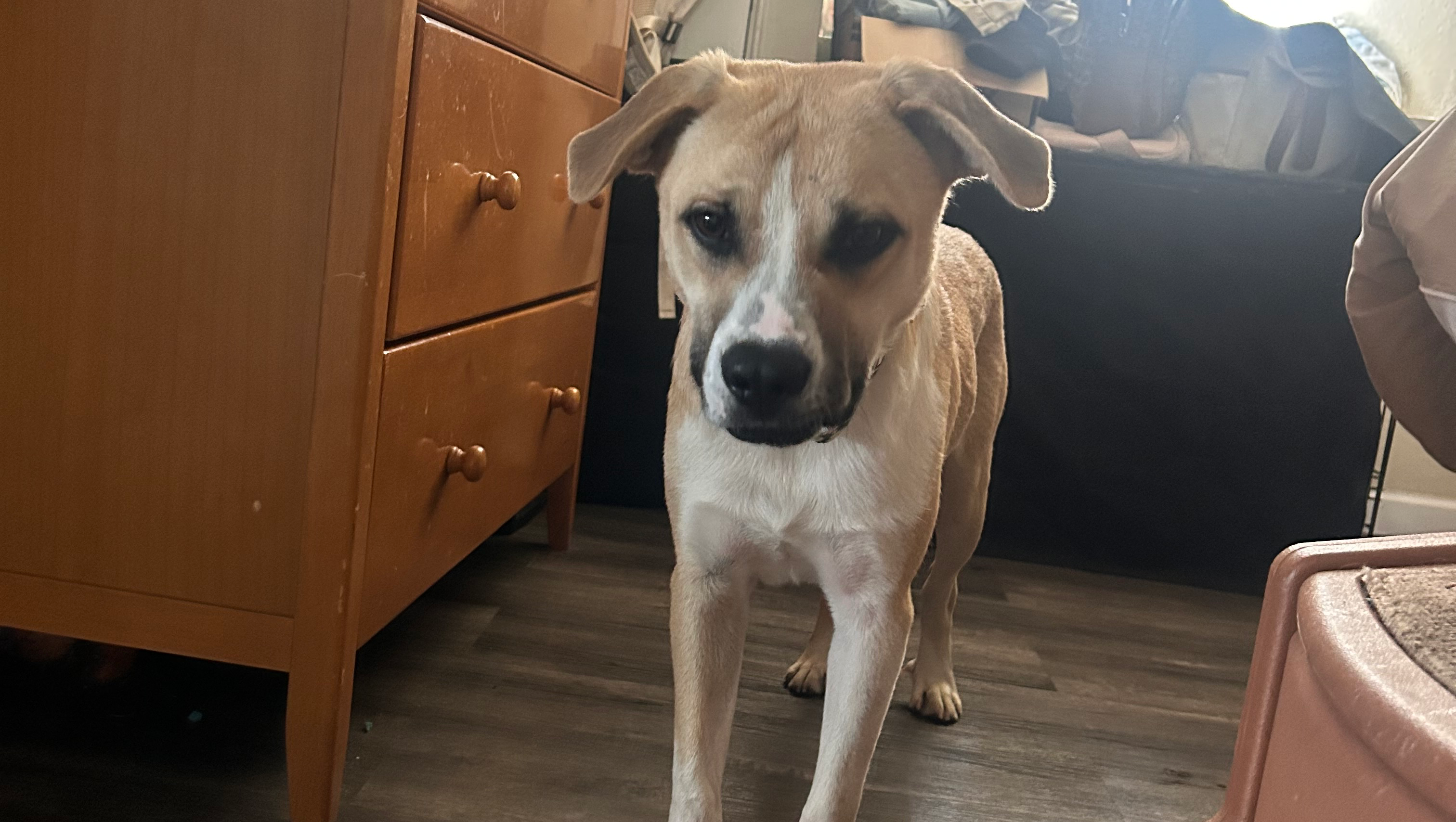 Give Match a Second Chance at Life!