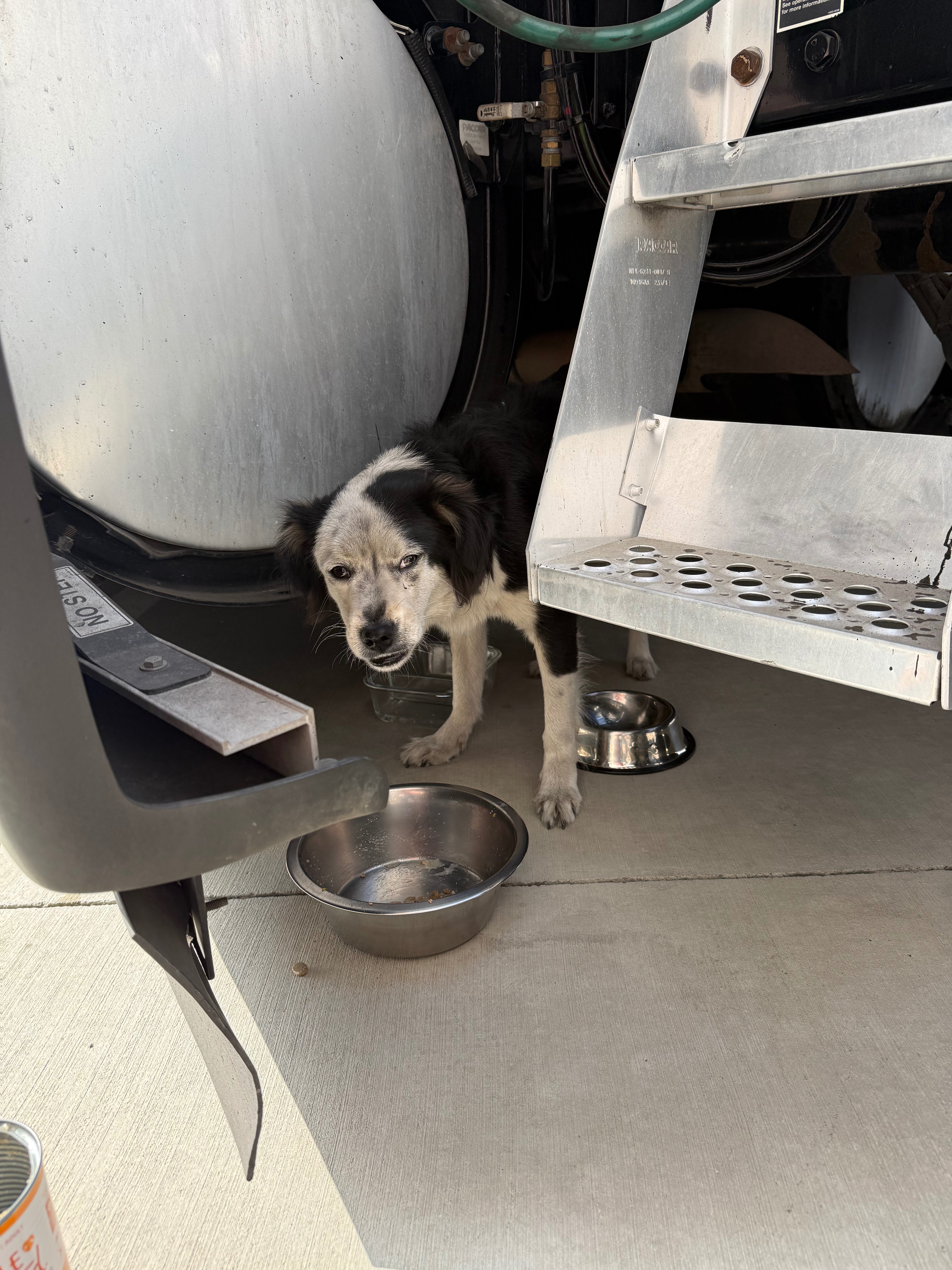 Help Rescue and Rehab Abused Starving Dog campaign photo, 5 of 6