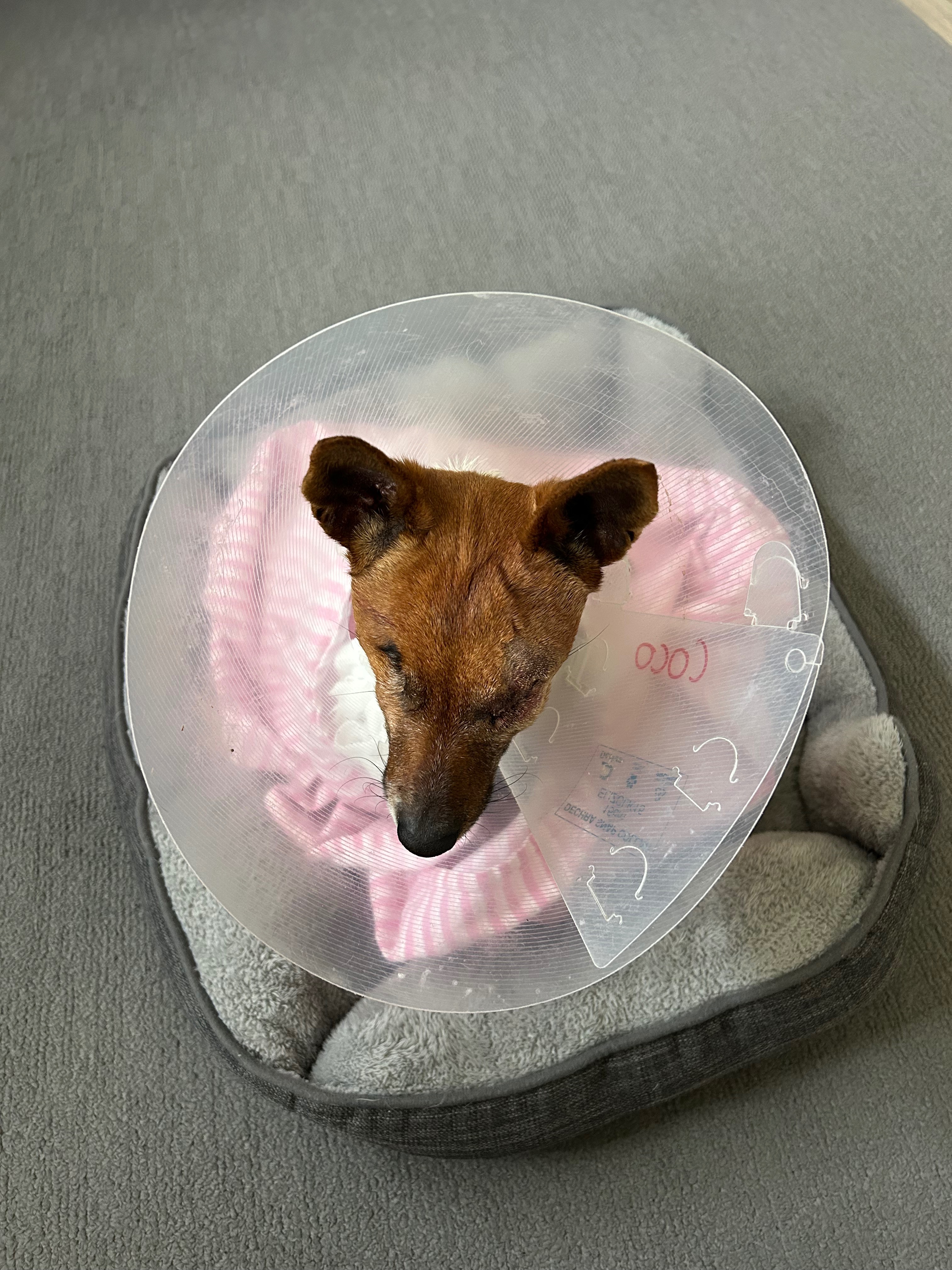 Cocos vet expenses campaign photo, 7 of 8