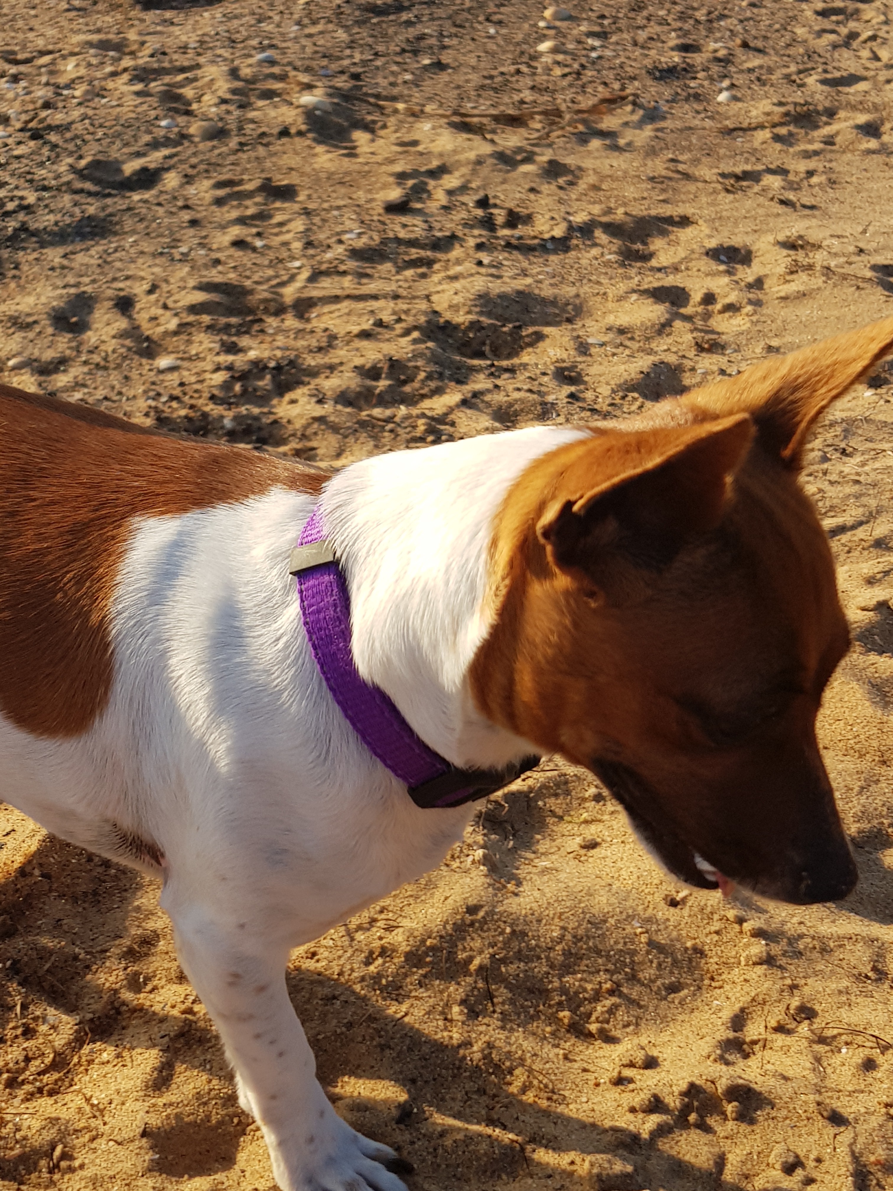 Cocos vet expenses campaign photo, 4 of 8